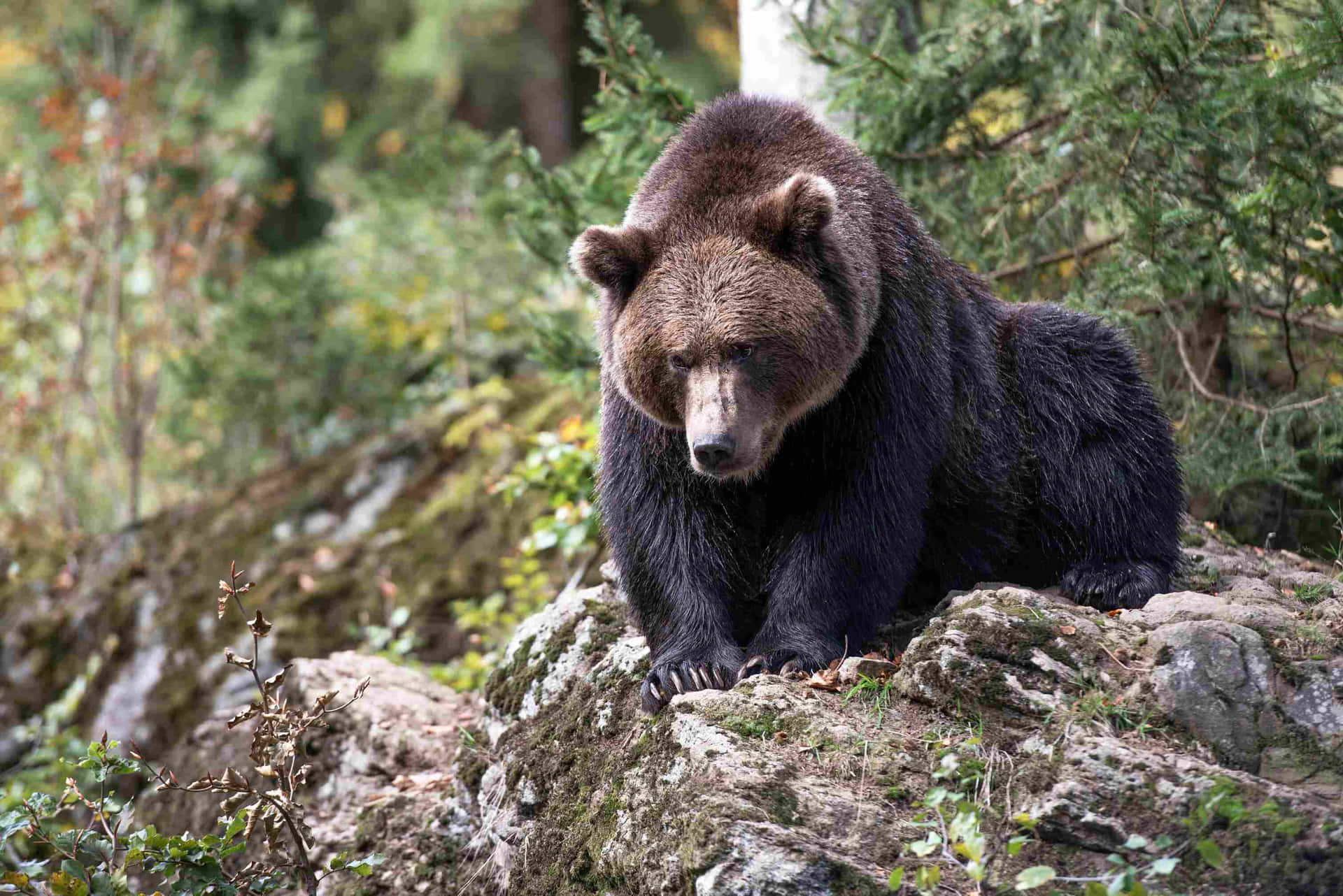 Grizzly Bearin Wild Habitat.jpg Background