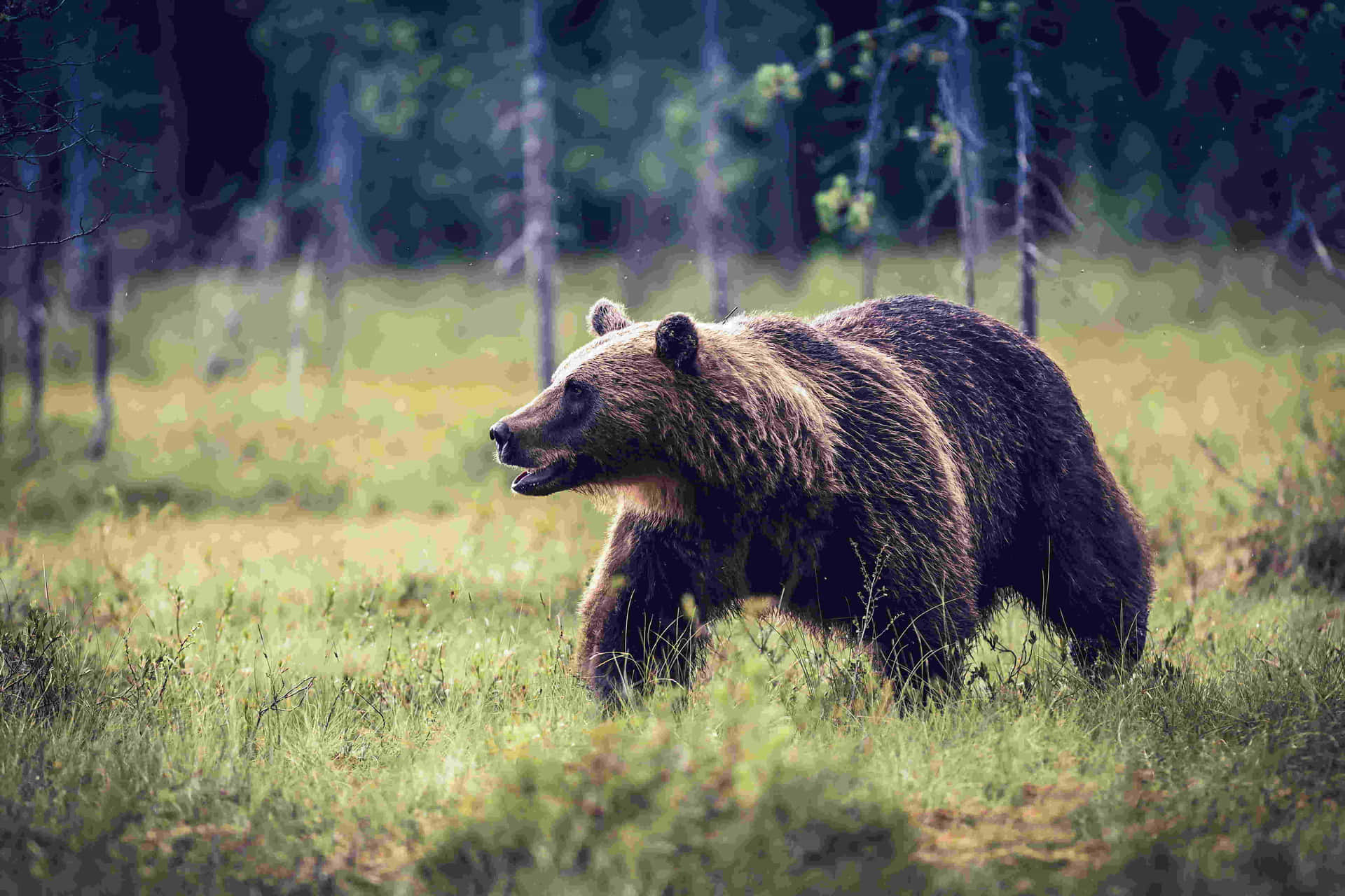 Grizzly Bearin Wilderness.jpg Background