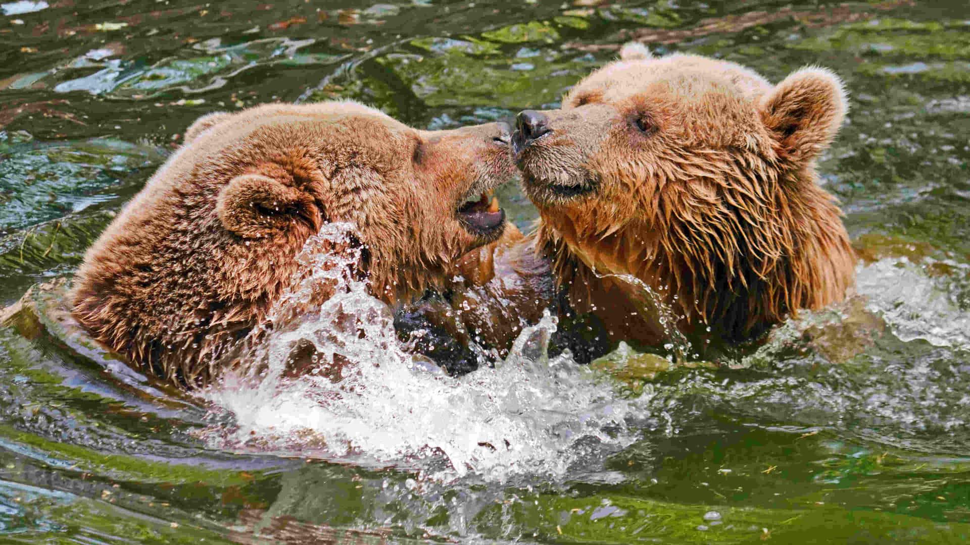 Grizzly Bears Playful Water Fight Background