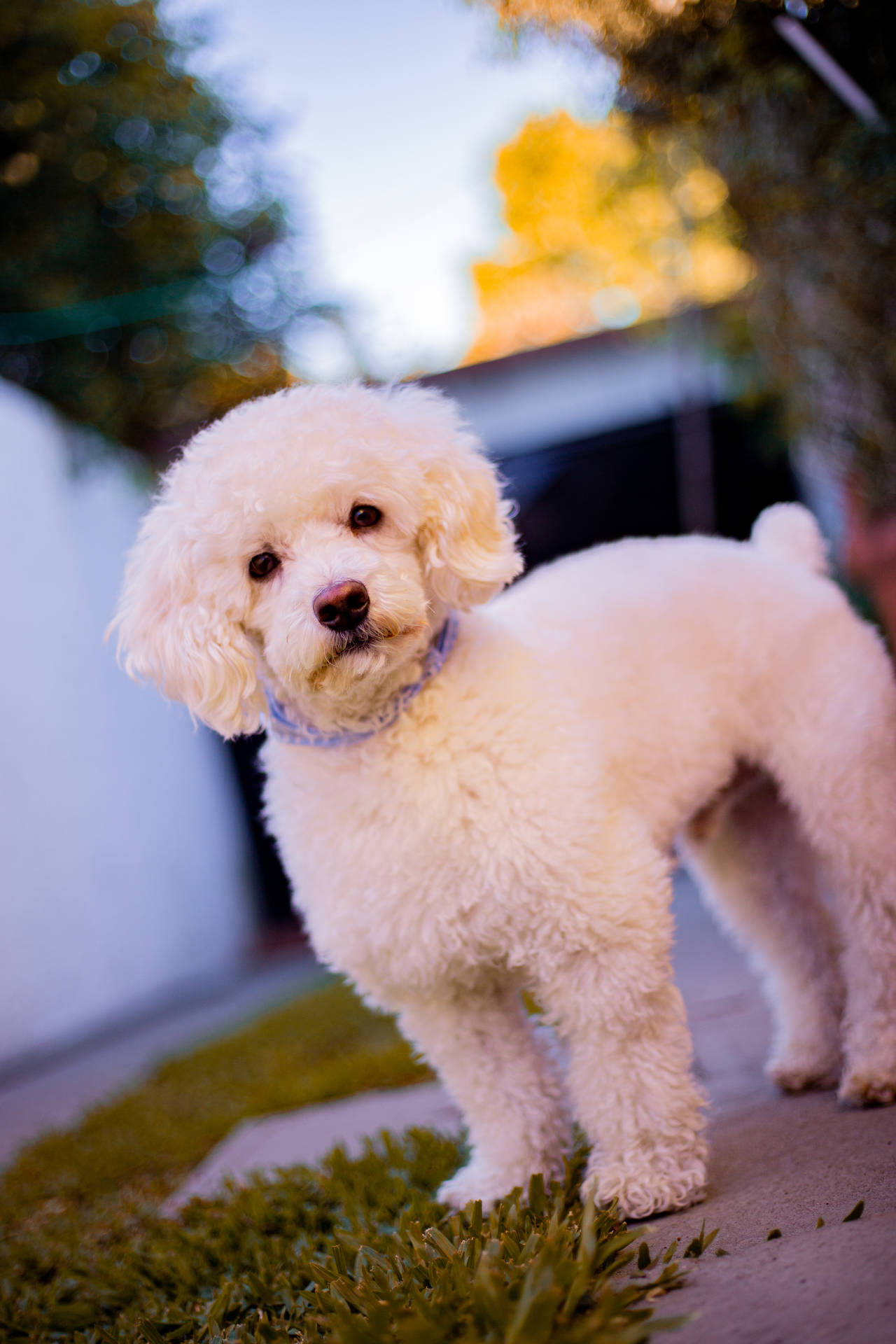 Groomed Miniature White Poodle Background