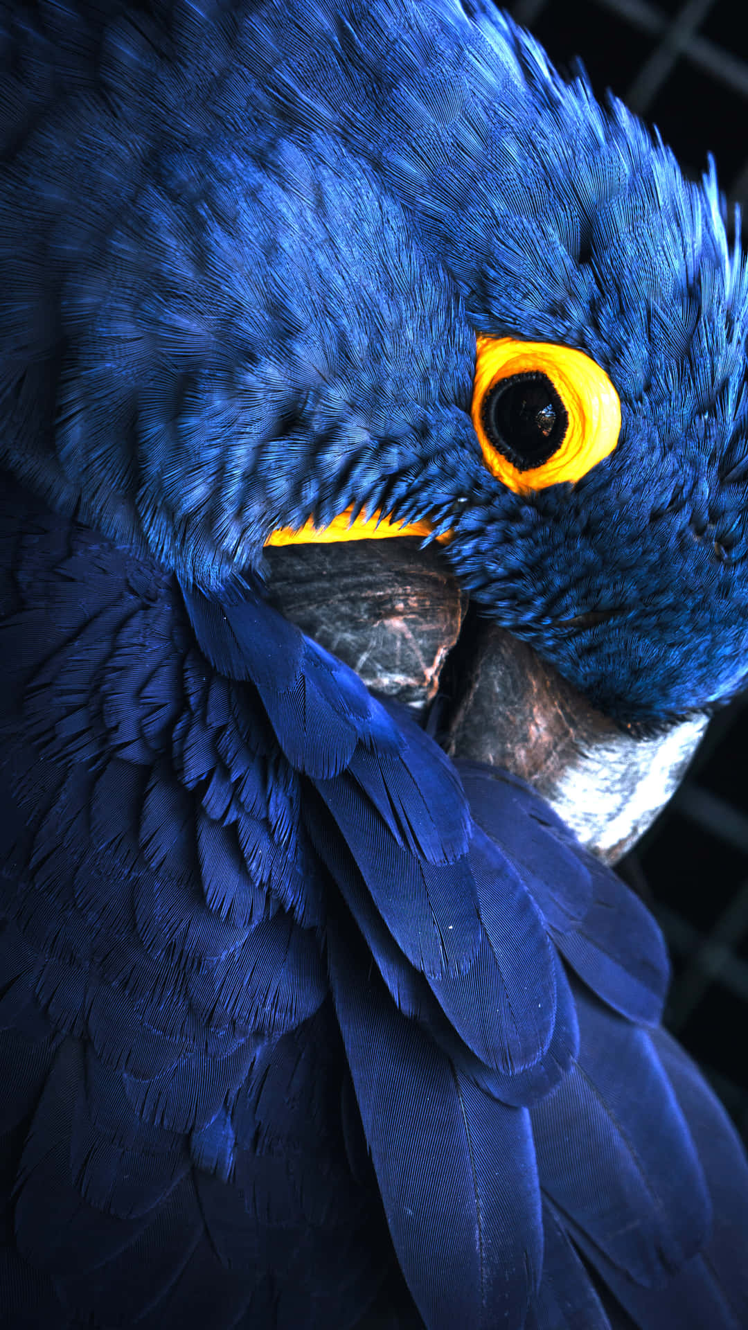 Grooming Parrot Background