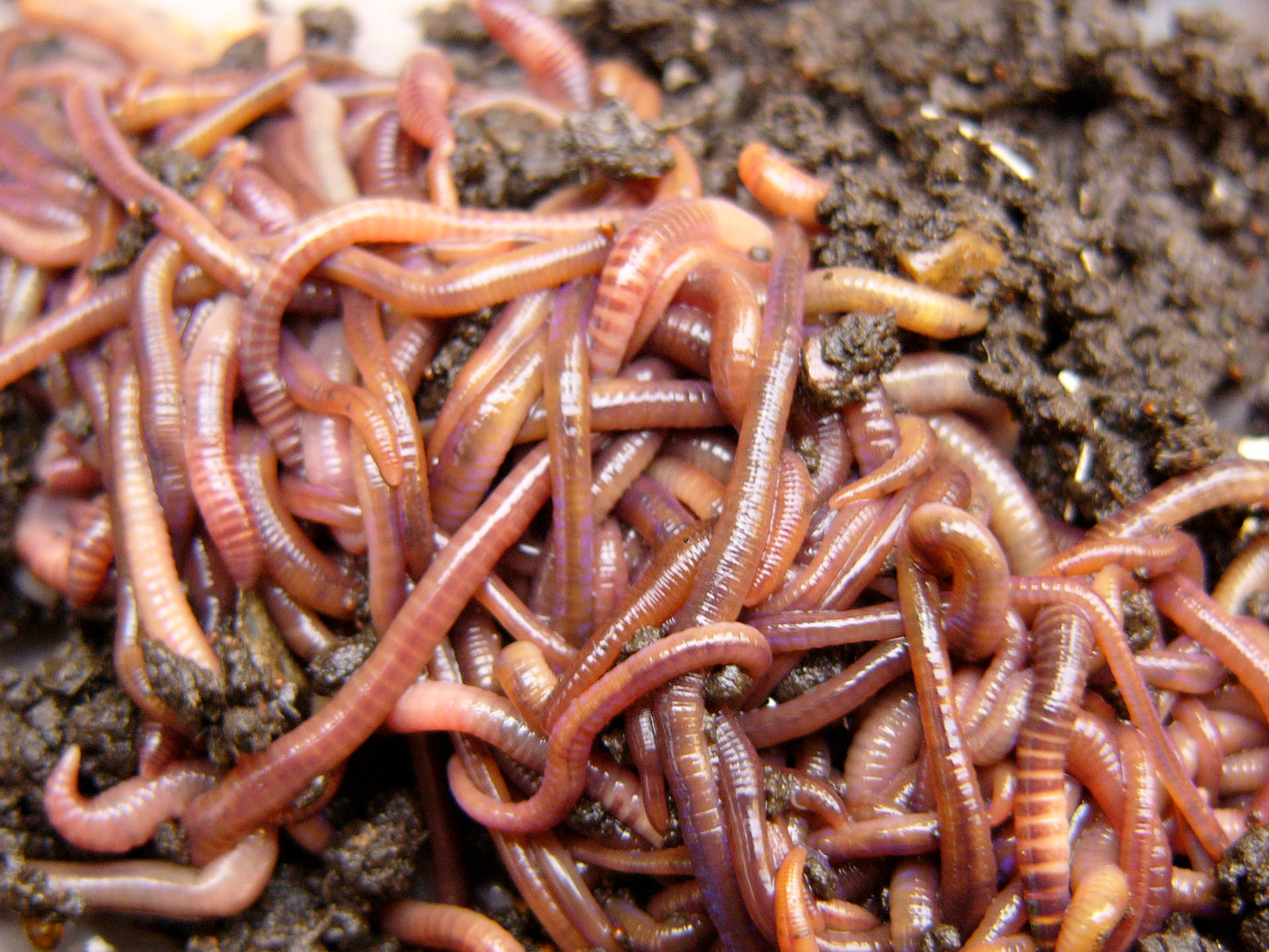 Gross-looking Worms In Bundles Background