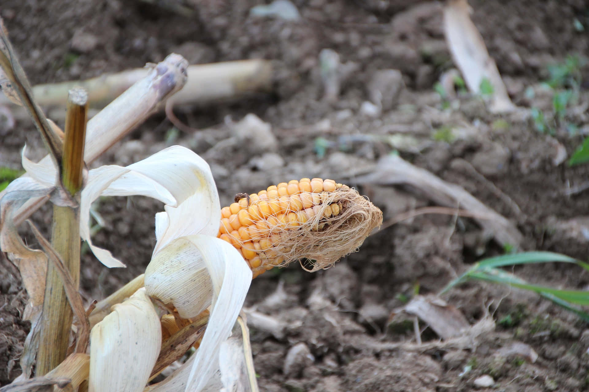 Grotesque Corn [wallpaper] Background