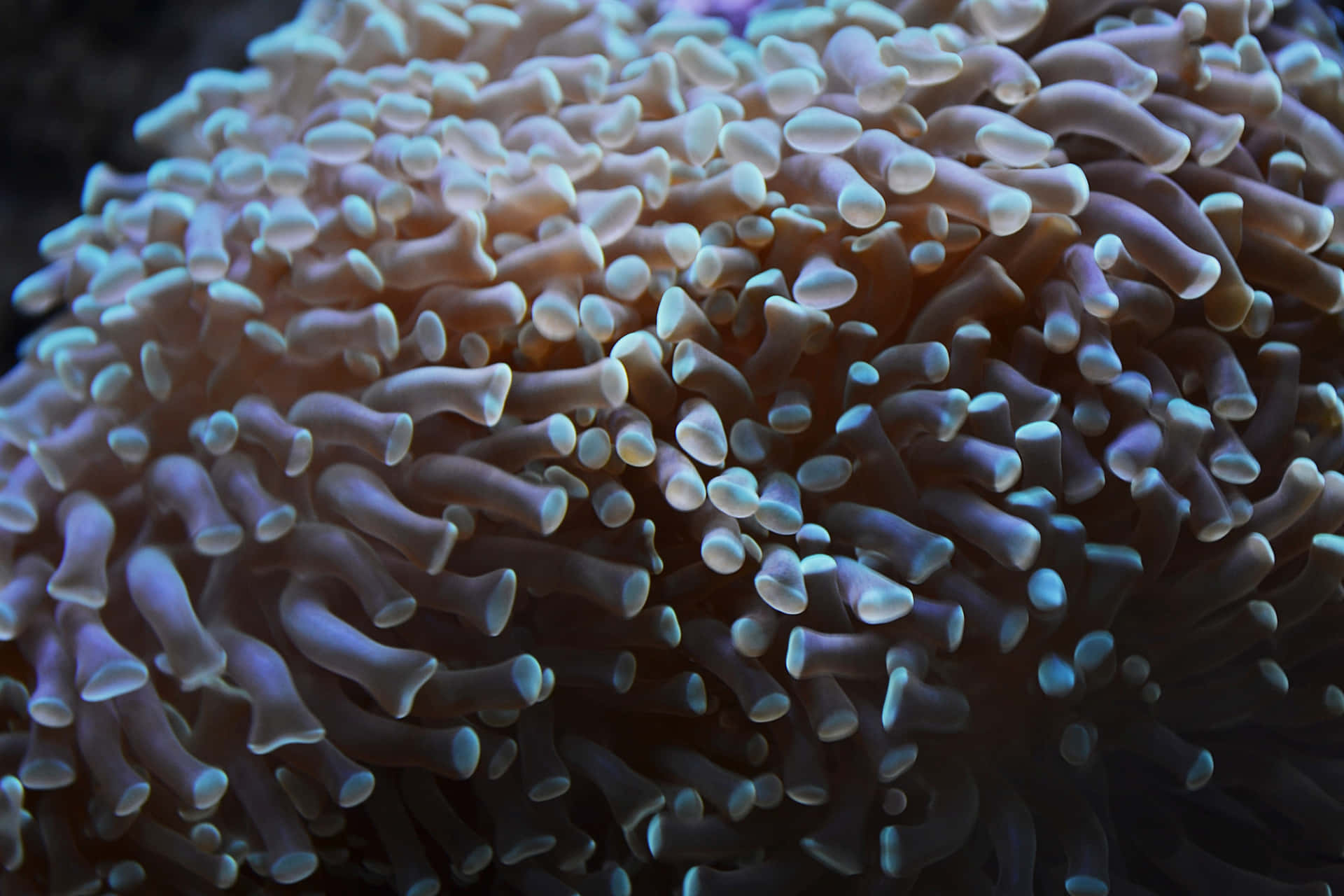 Grotesque Sea Creature [wallpaper] Background