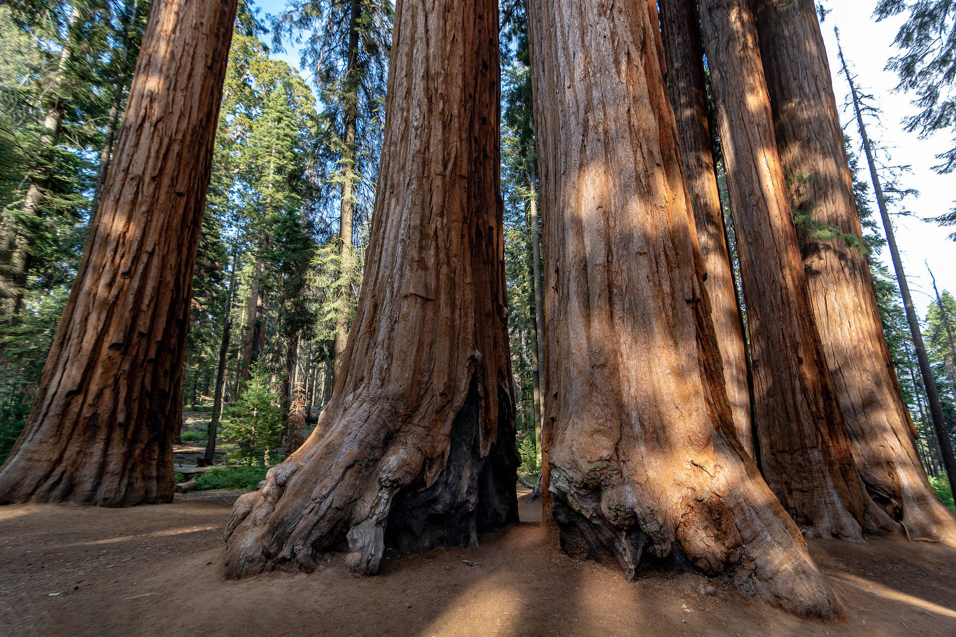 Ground Level Sequoia National Park Background