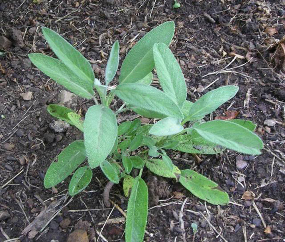 Ground Sage Plant Background