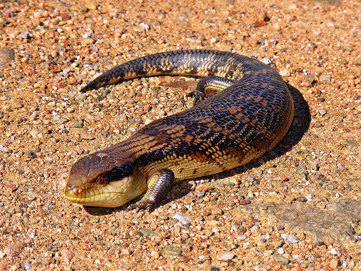 Ground Skink Blue Tongue Lizard Background