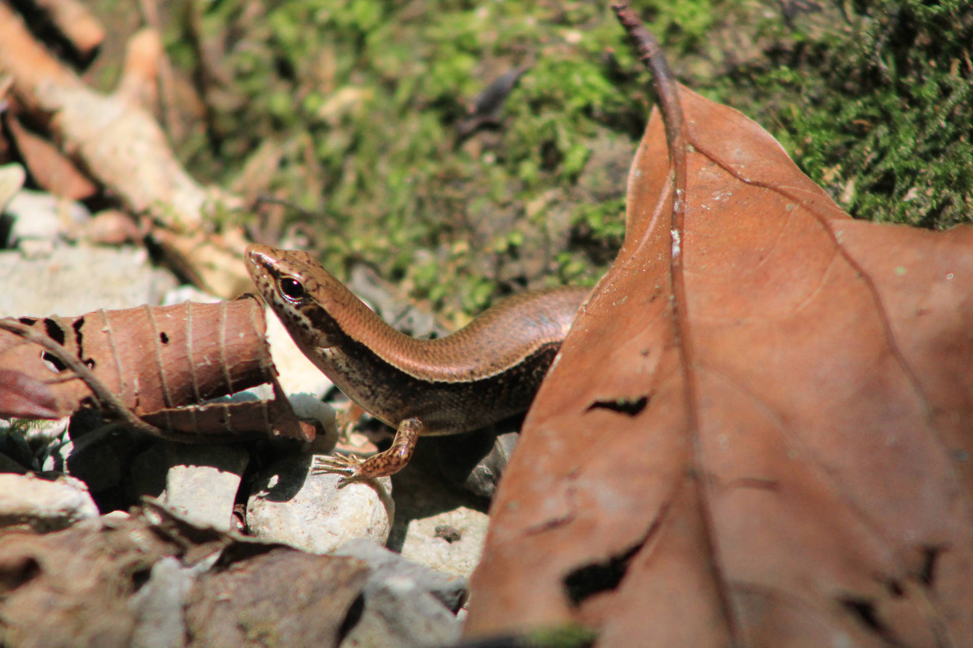 Ground Skink Brown Close Up Background