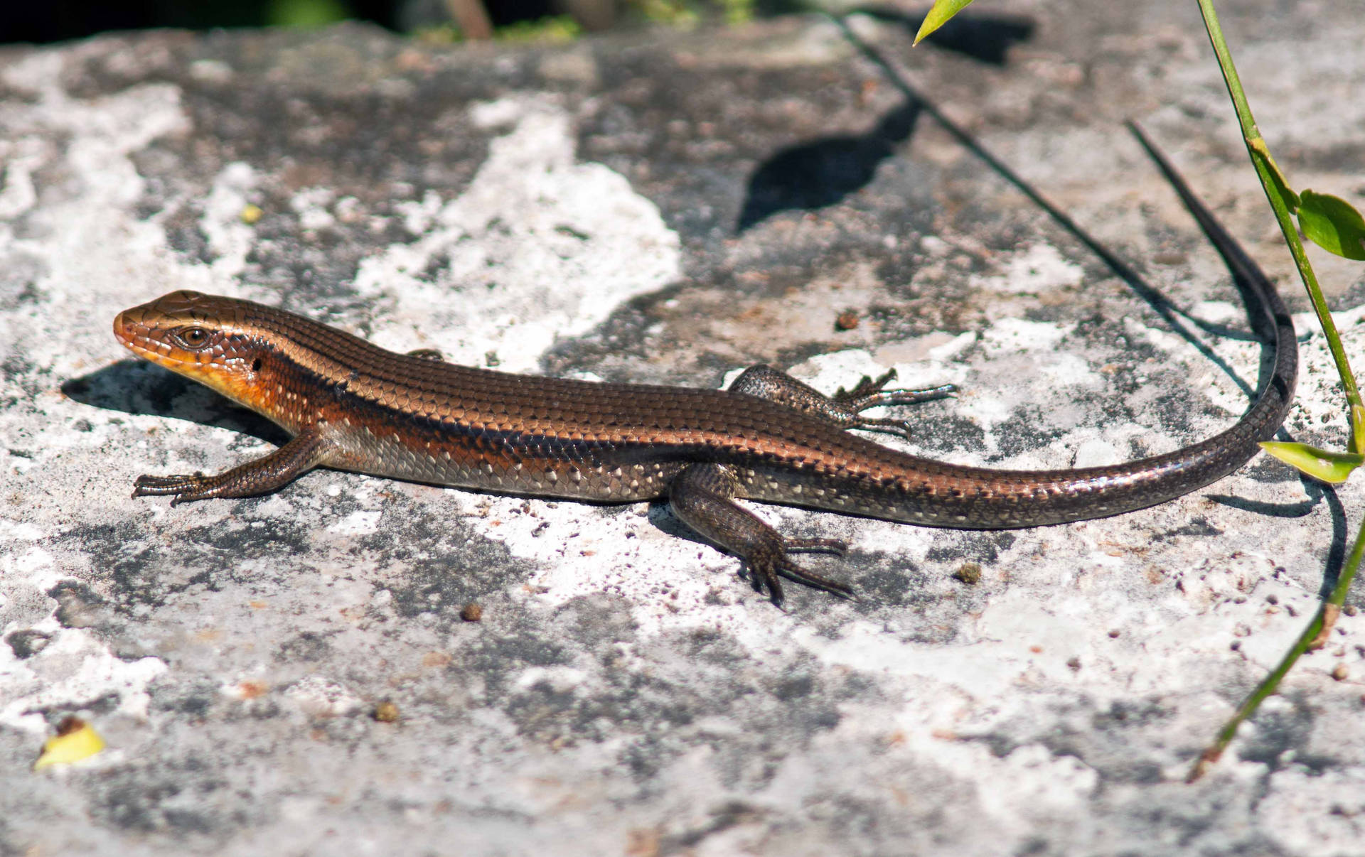 Ground Skink Brown Close Up