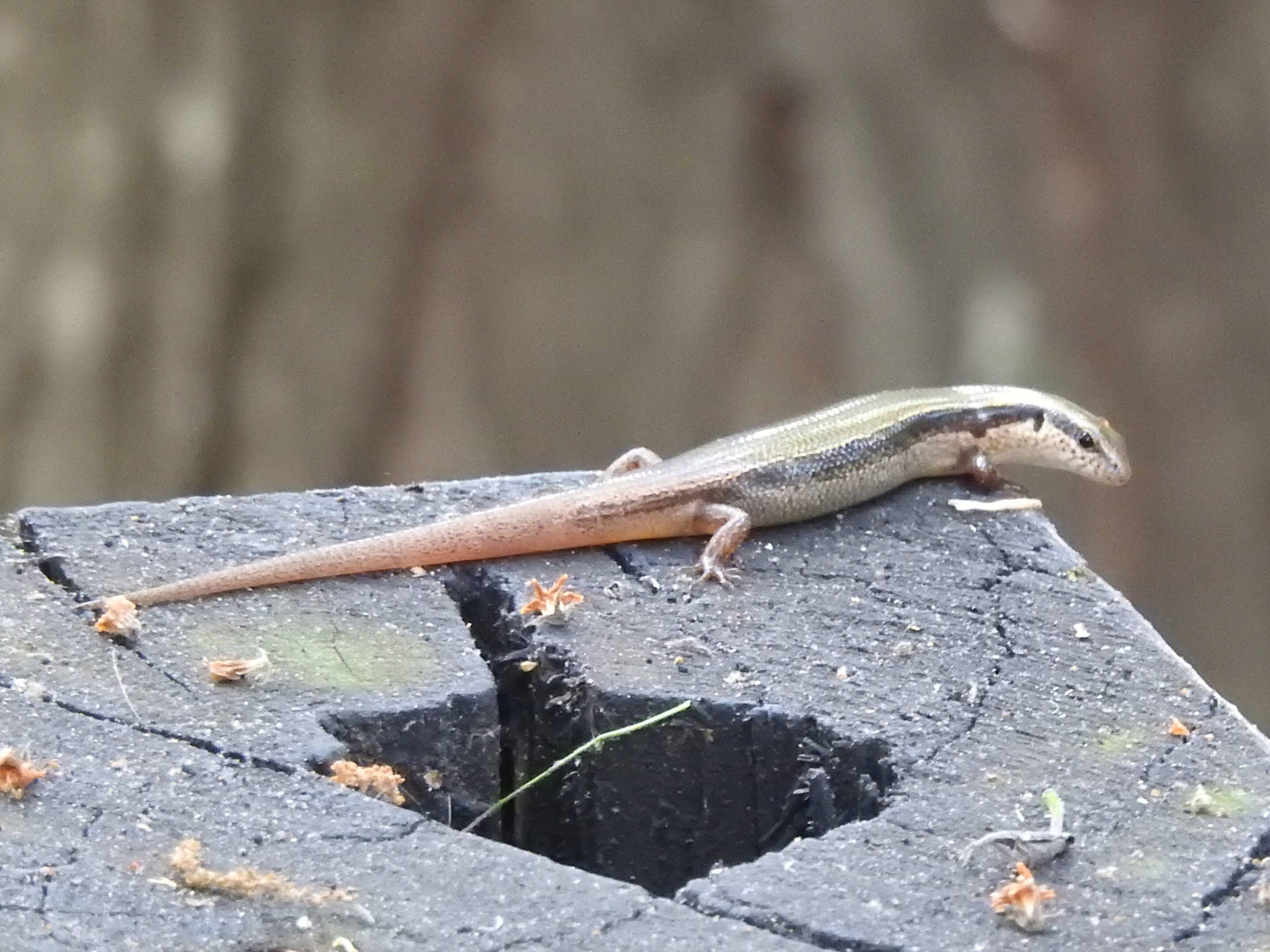 Ground Skink Japanese Lizard Reptile