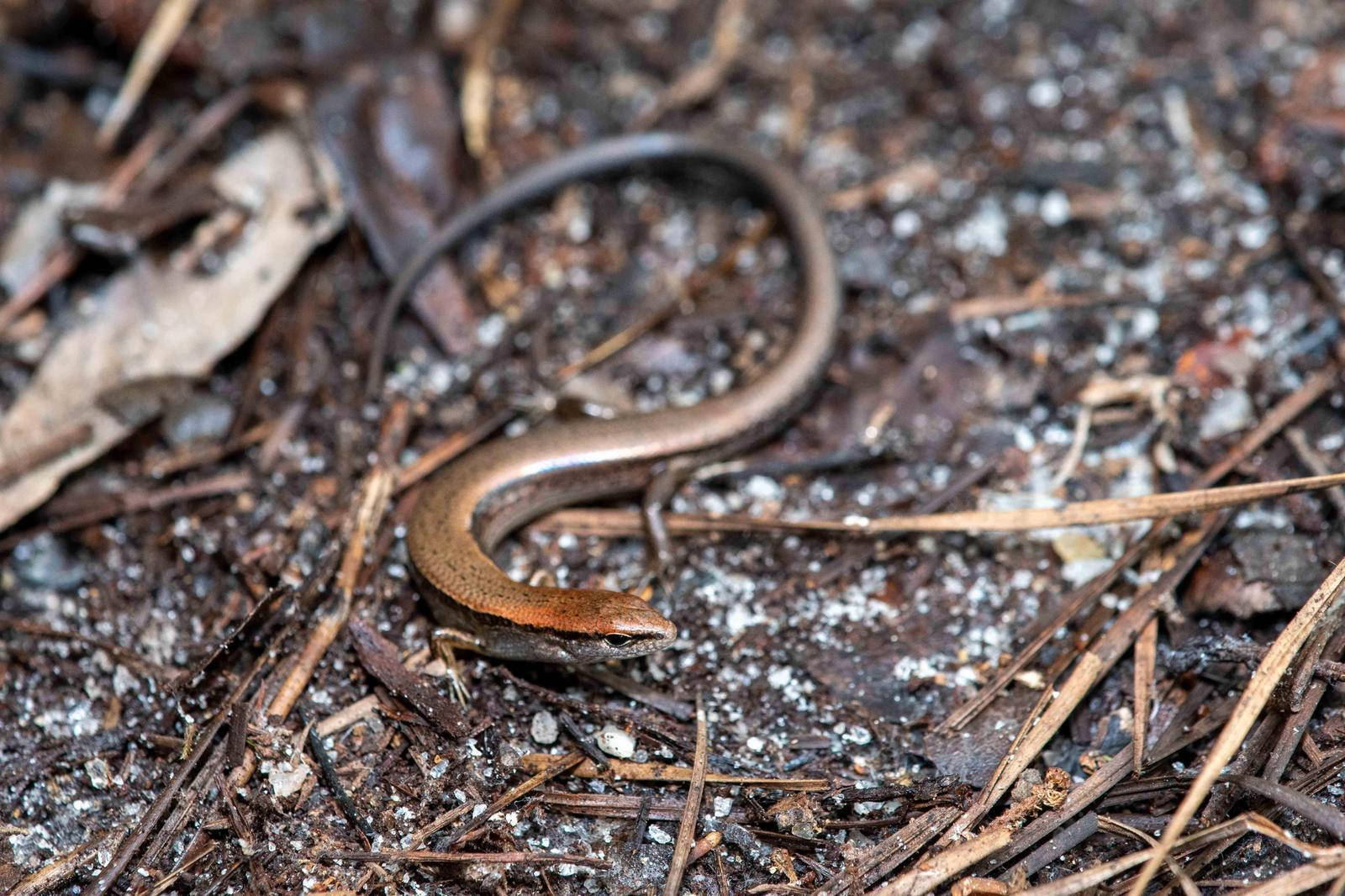 Ground Skink Little Brown Reptile