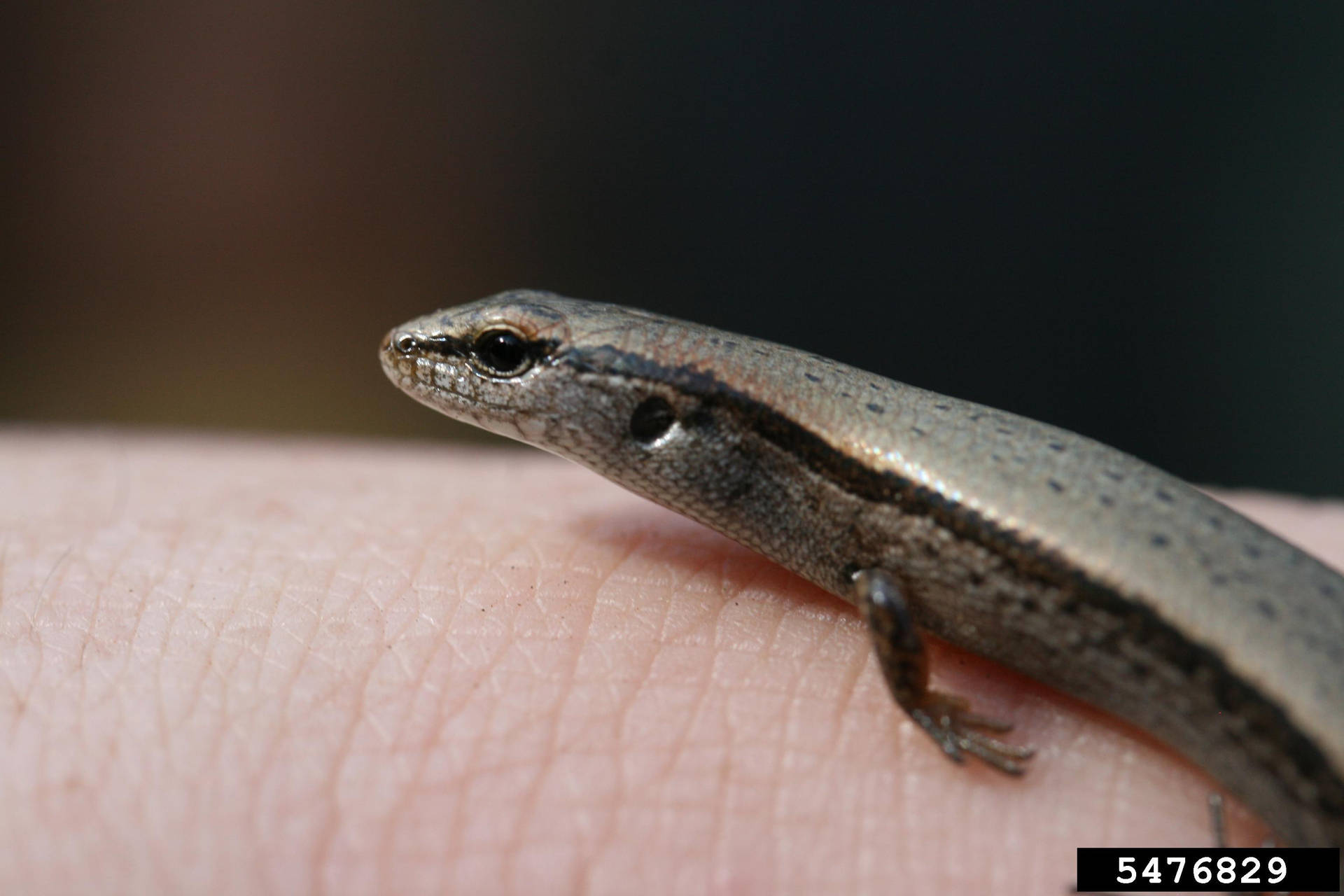 Ground Skink Lizard Reptile Profile