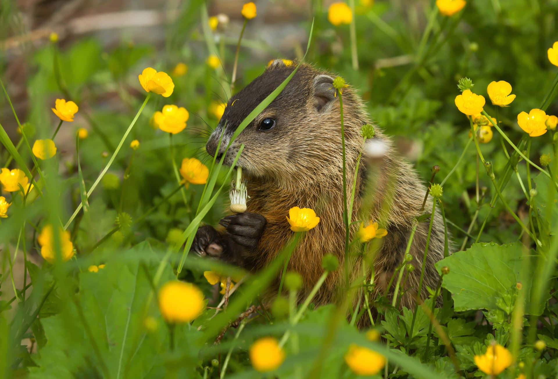 Groundhog Amidst Yellow Flowers.jpg Background