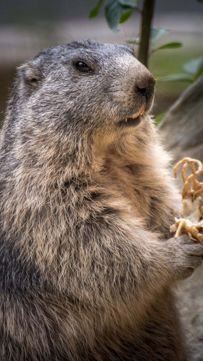 Groundhog_ Closeup_ Portrait.jpg Background