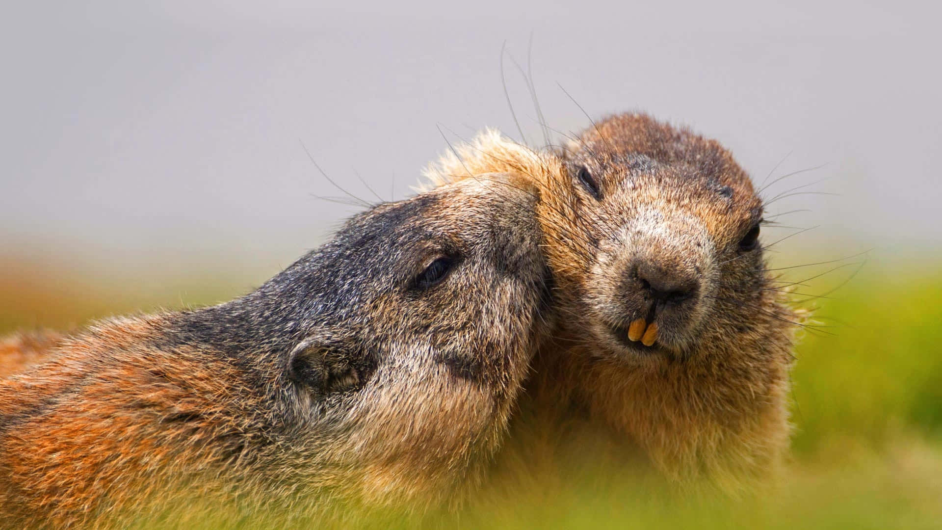 Groundhog Couple Cuddling.jpg Background