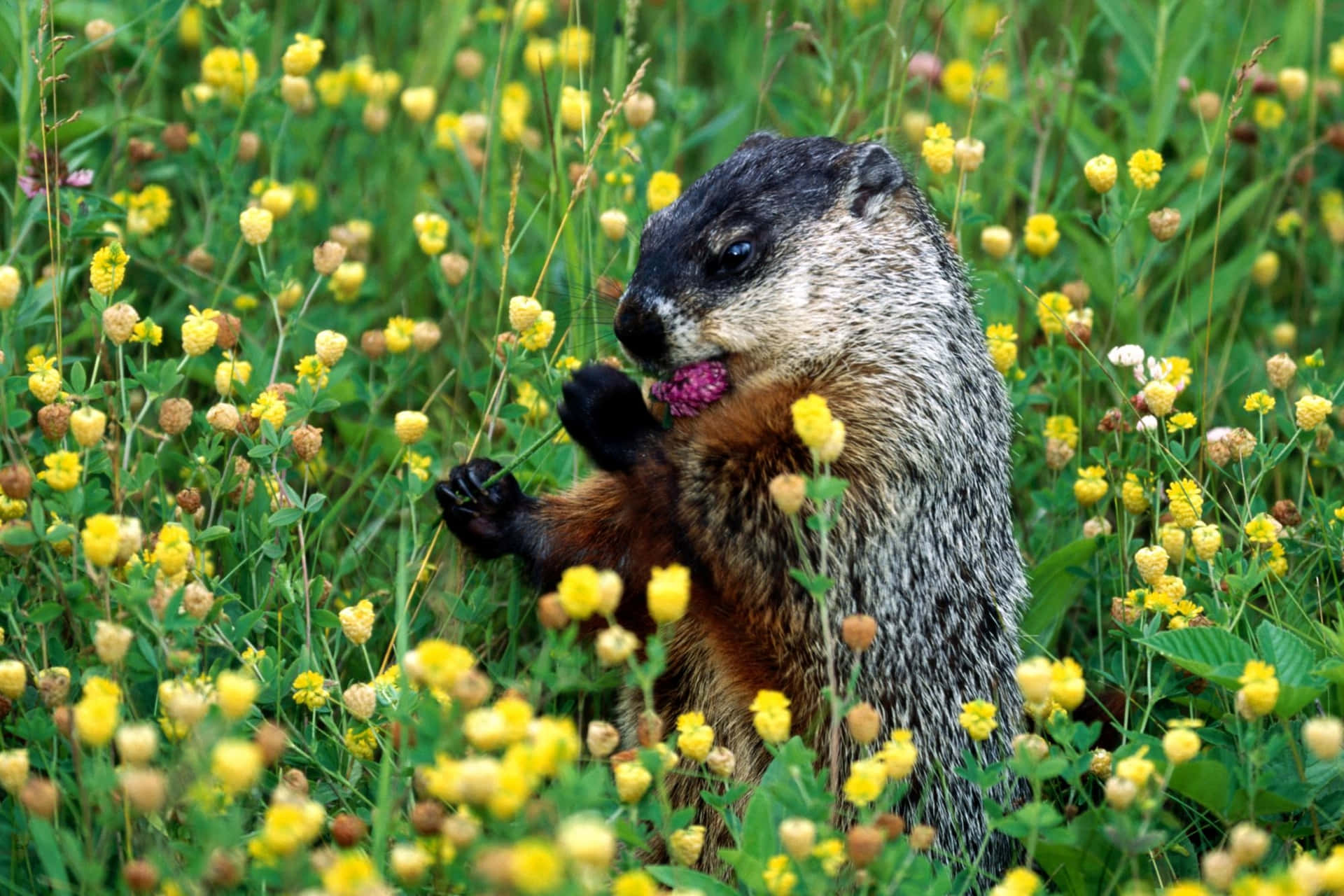 Groundhog Eating Among Flowers Background