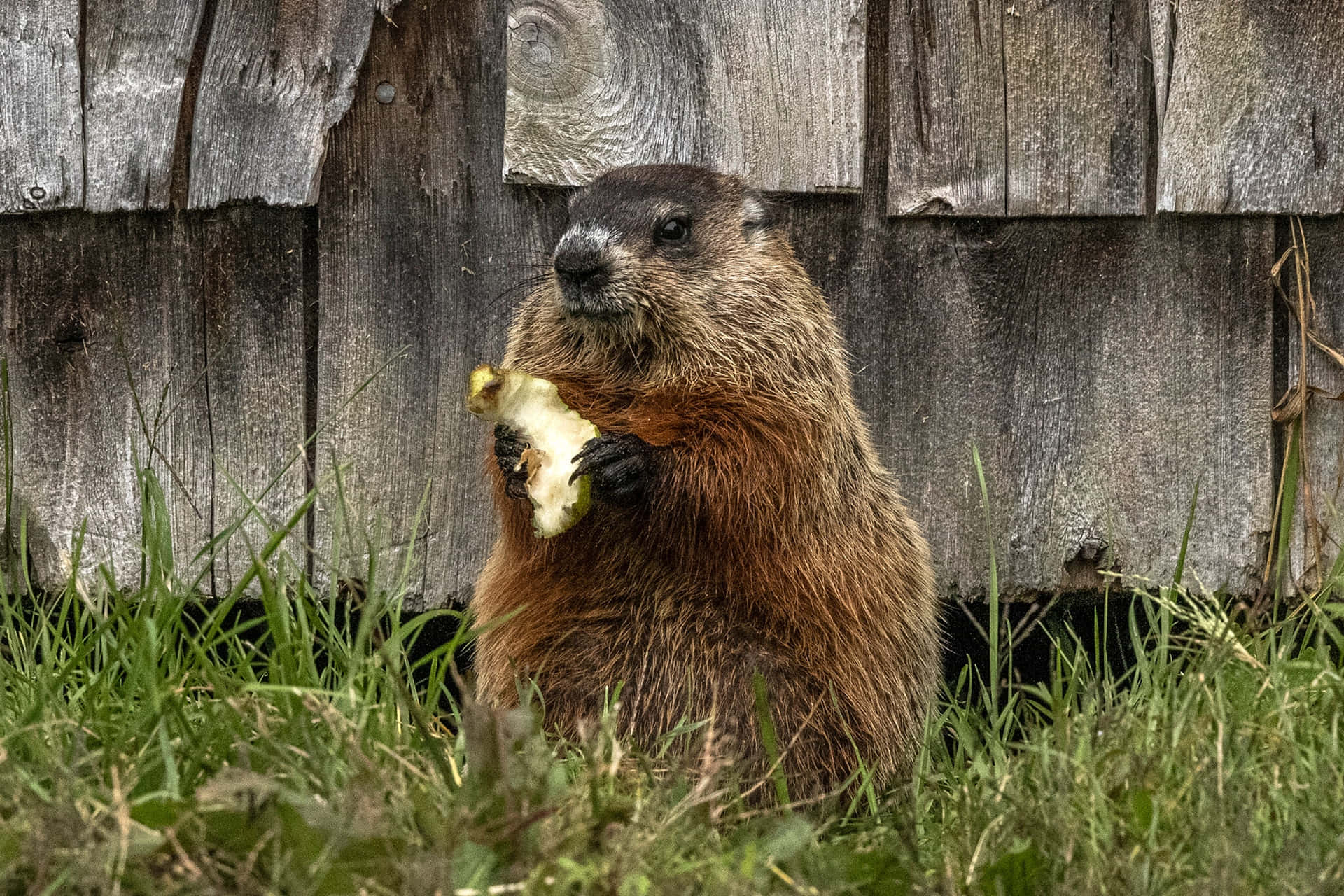 Groundhog Eating Appleby Fence Background