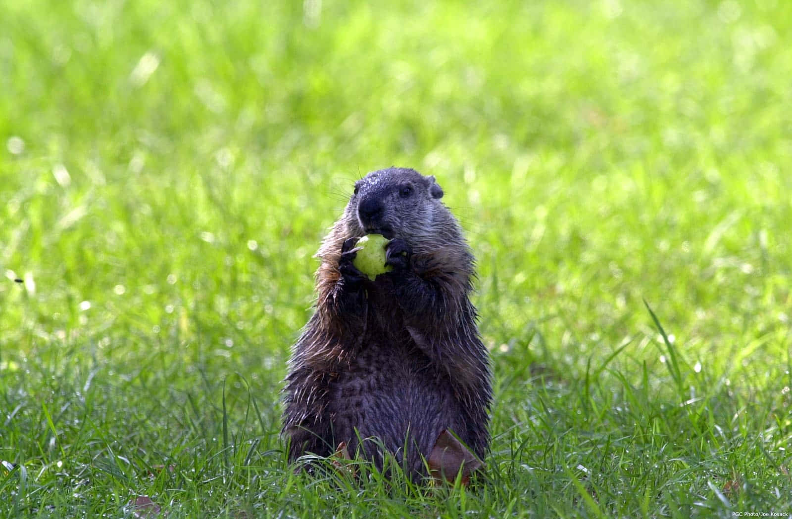 Groundhog Eating Applein Grass.jpg Background