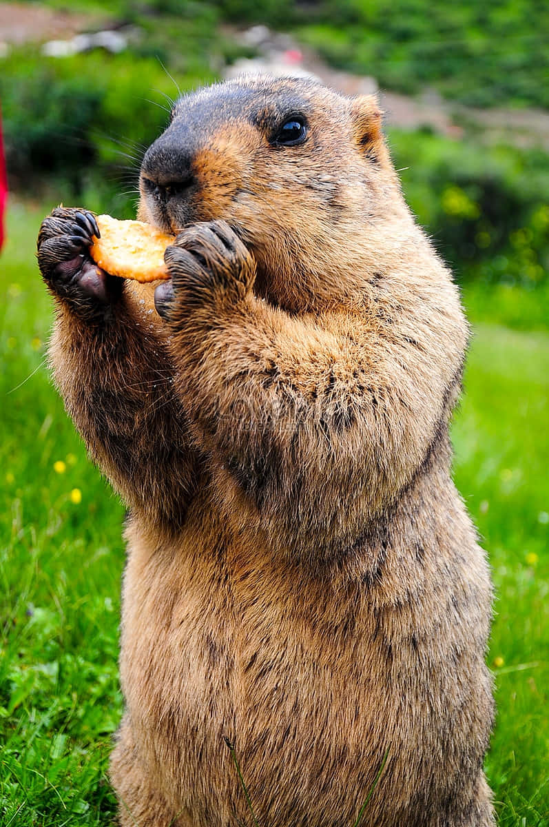 Groundhog Eating Cracker.jpg Background