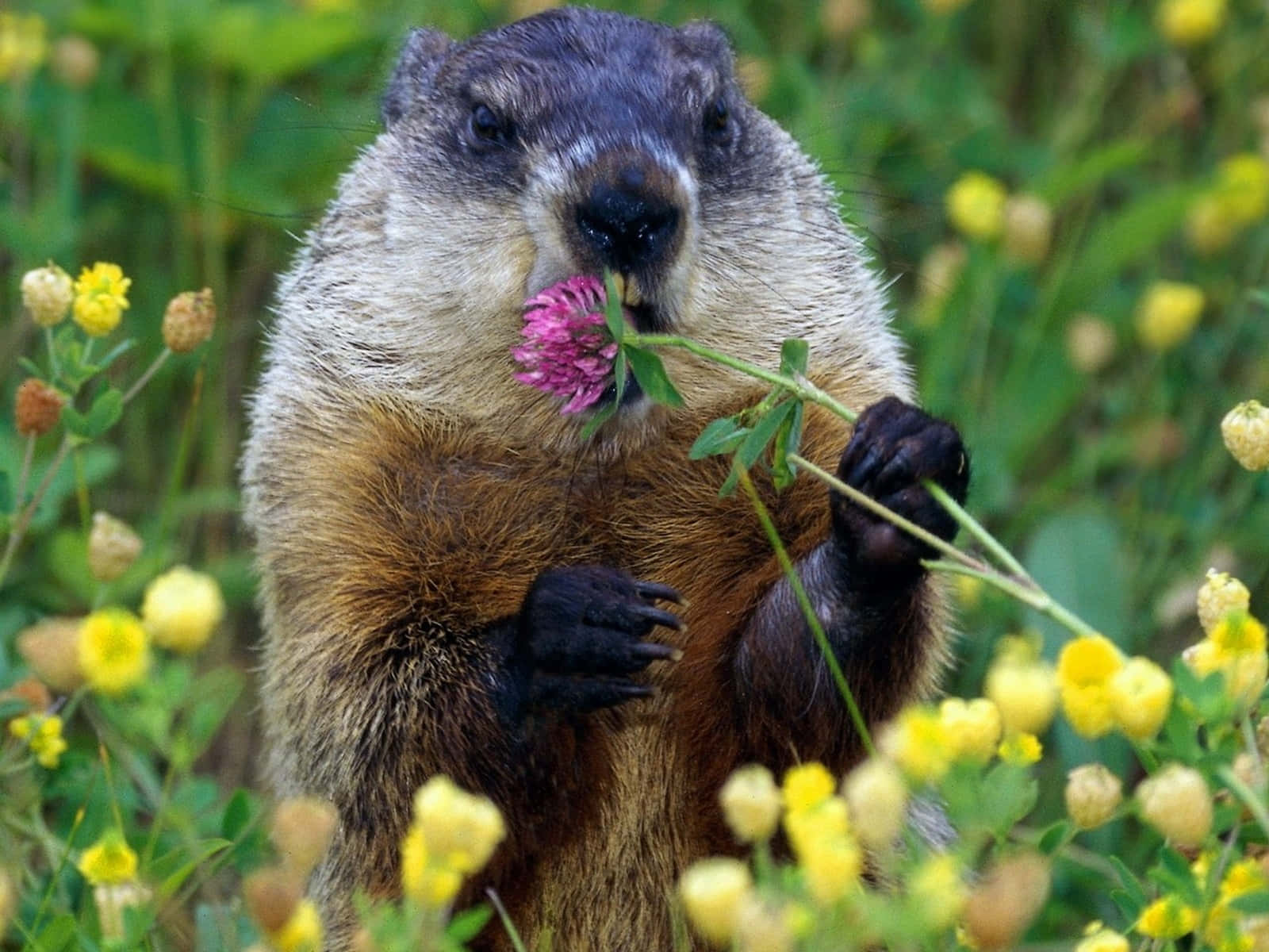 Groundhog Eating Flower