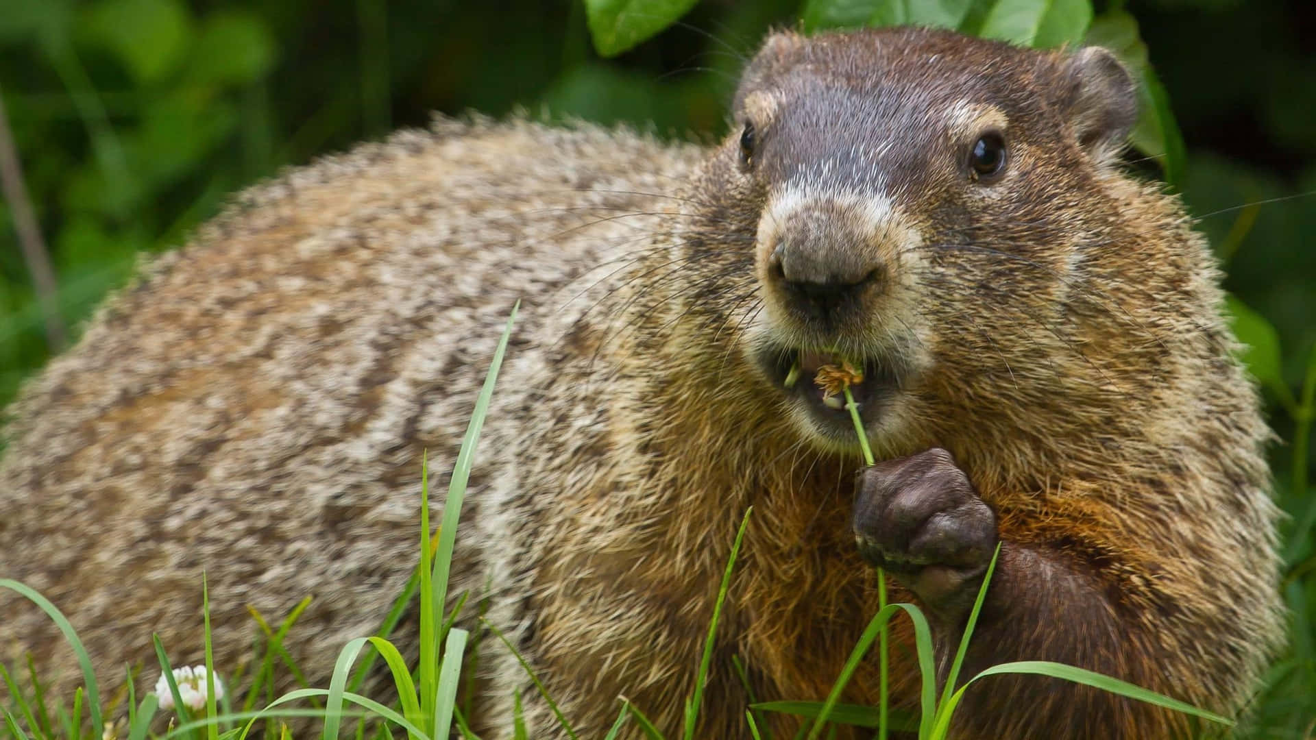 Groundhog_ Eating_ Grass_ Closeup.jpg Background