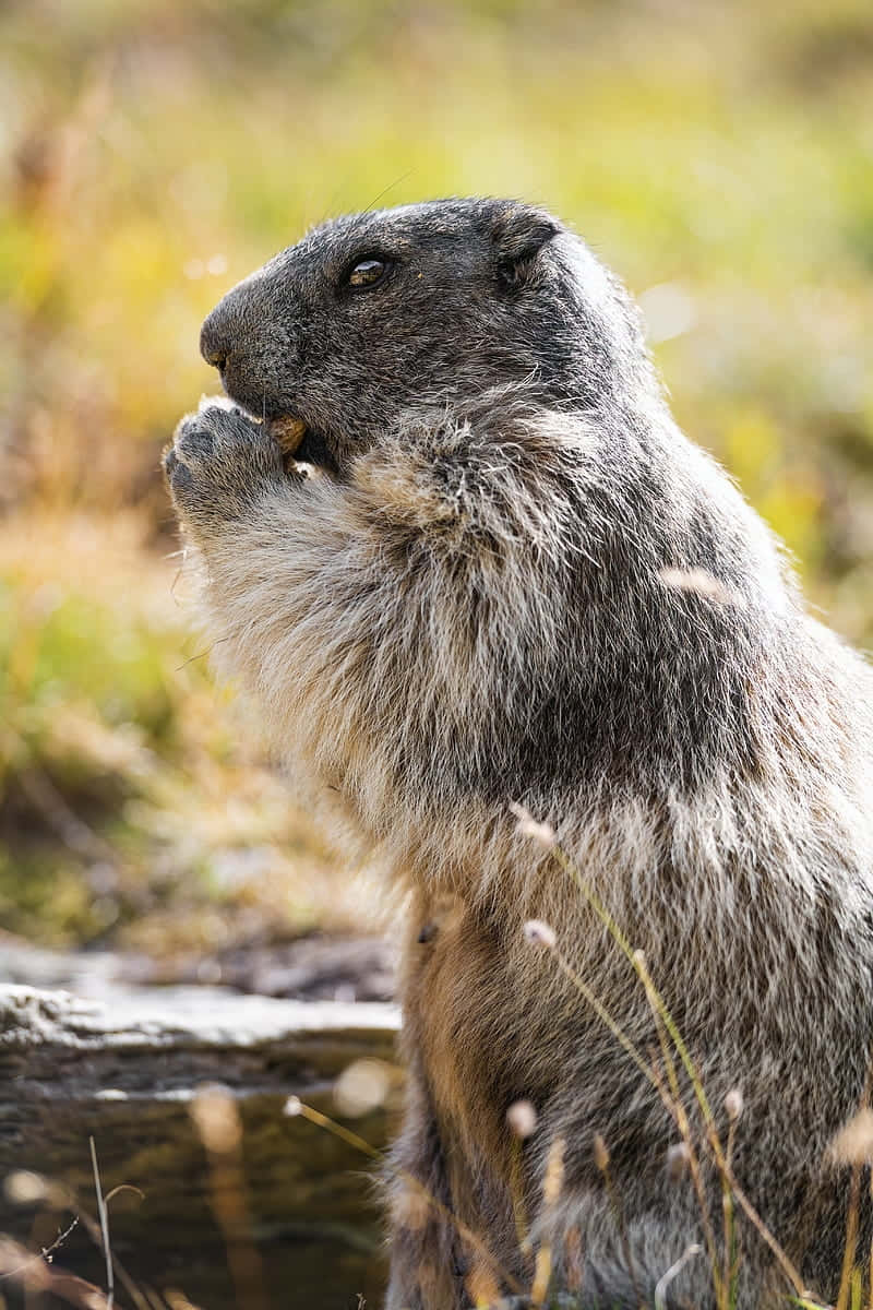 Groundhog Eating In Nature.jpg Background