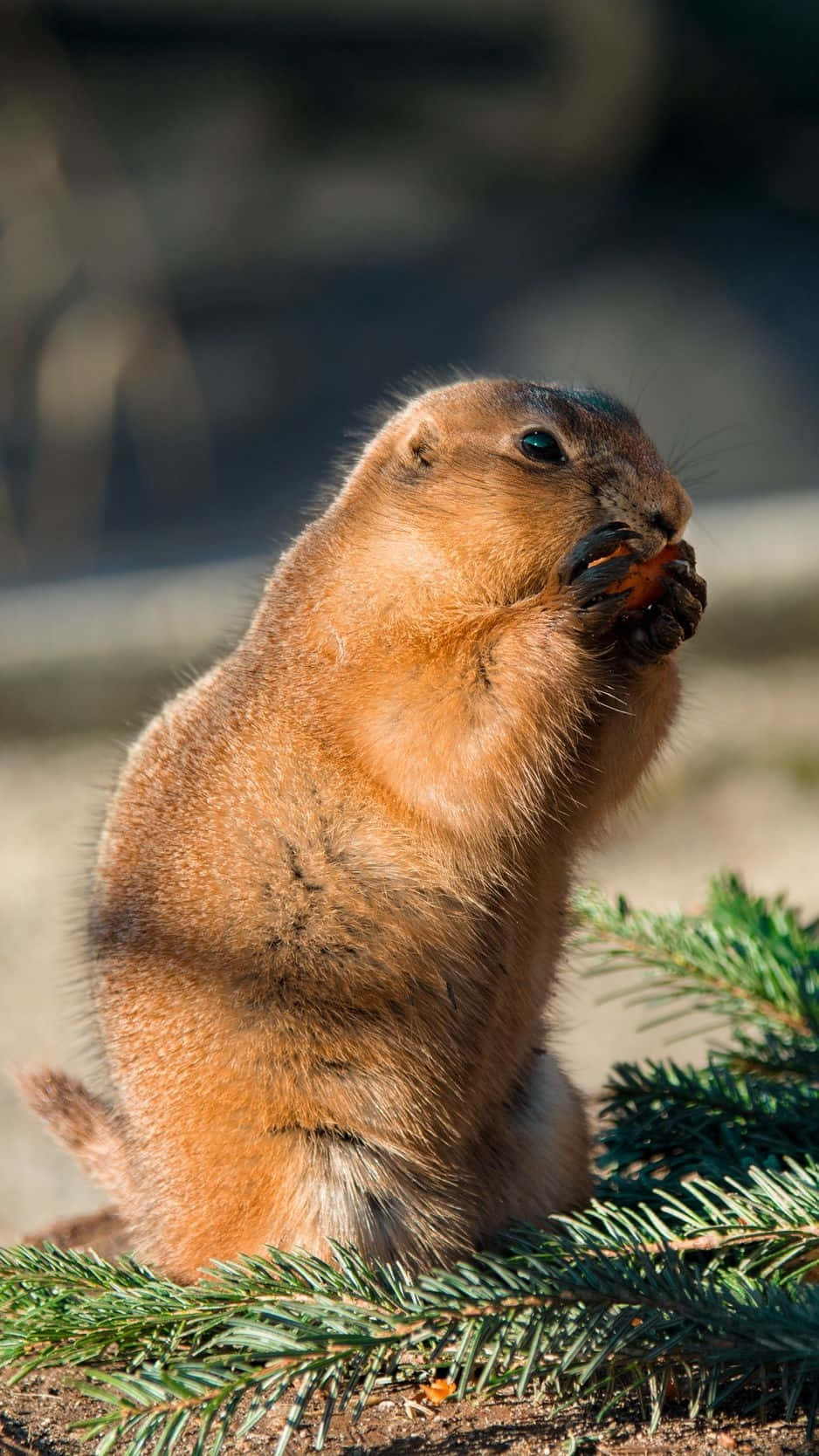 Groundhog_ Eating_on_ Log.jpg Background