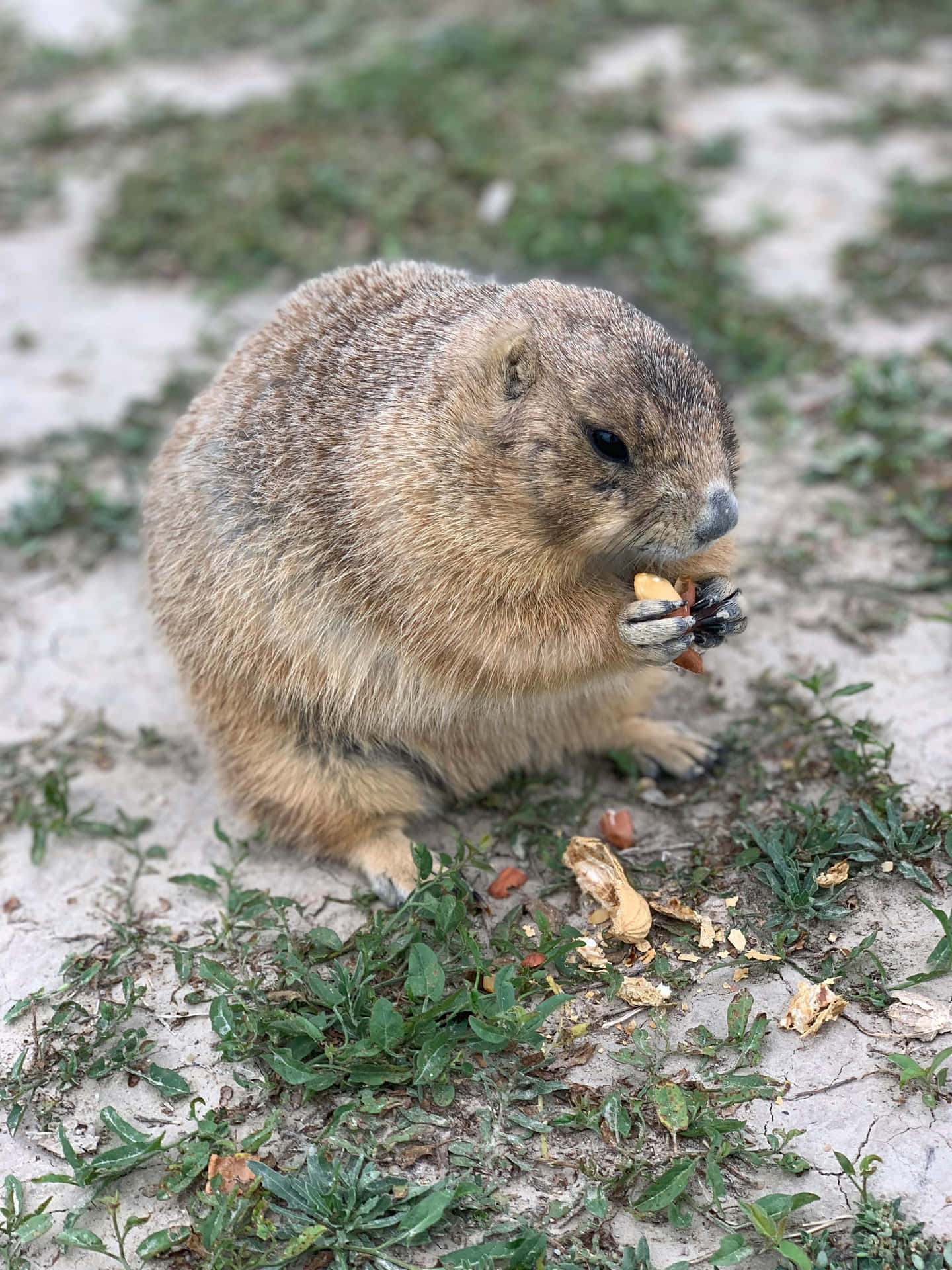 Groundhog Eating Treats.jpg Background