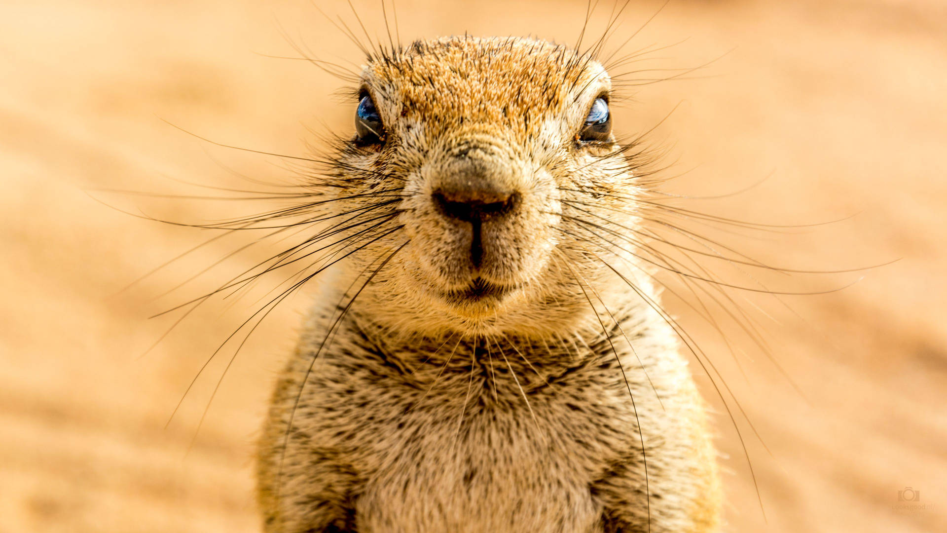 Groundhog In Namibia Background