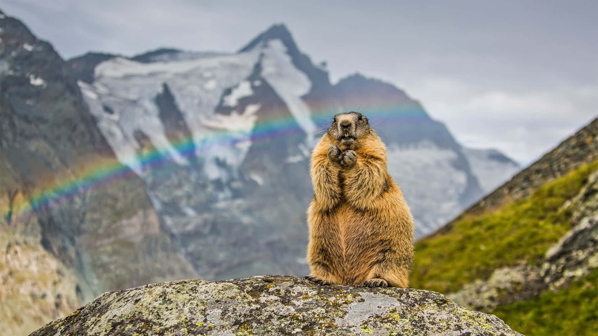 Groundhog Mountain Rainbow Background