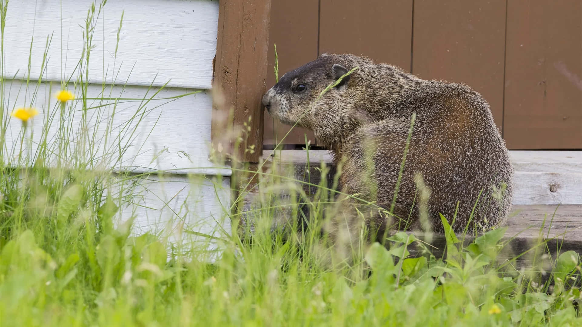 Groundhog Near Wooden Structure.jpg