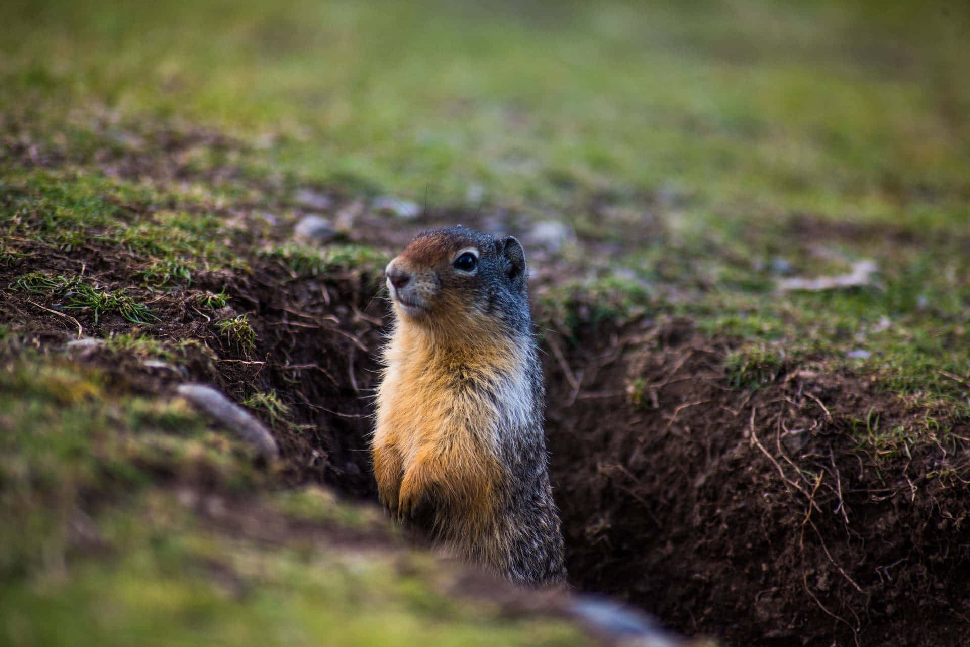 Groundhog Peeking Out Of Burrow.jpg