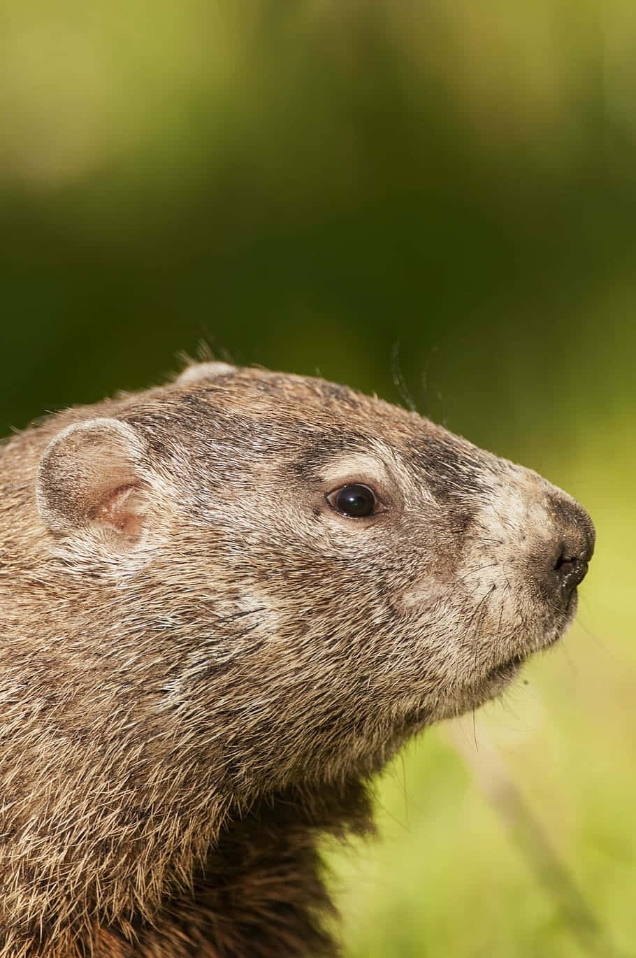 Groundhog Profile Portrait Background