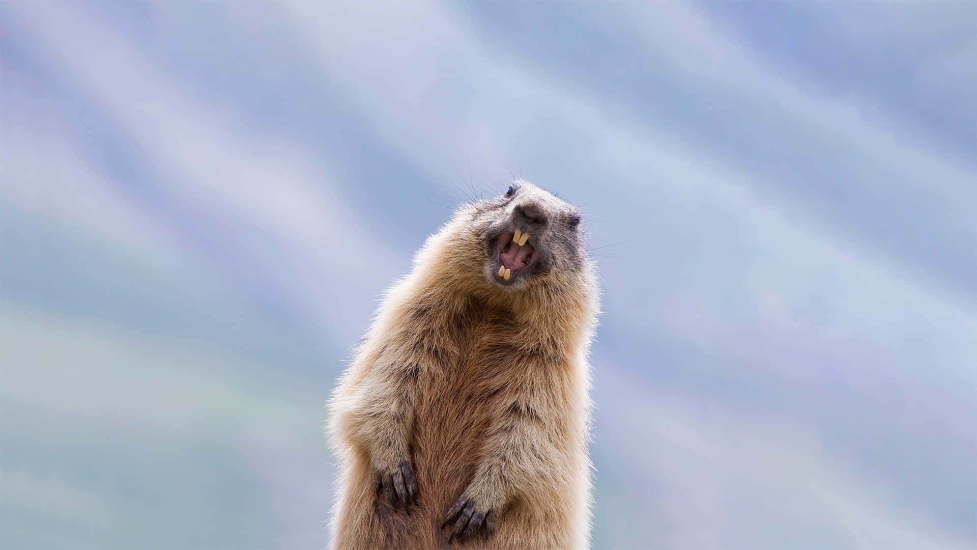 Groundhog Standing Agitated