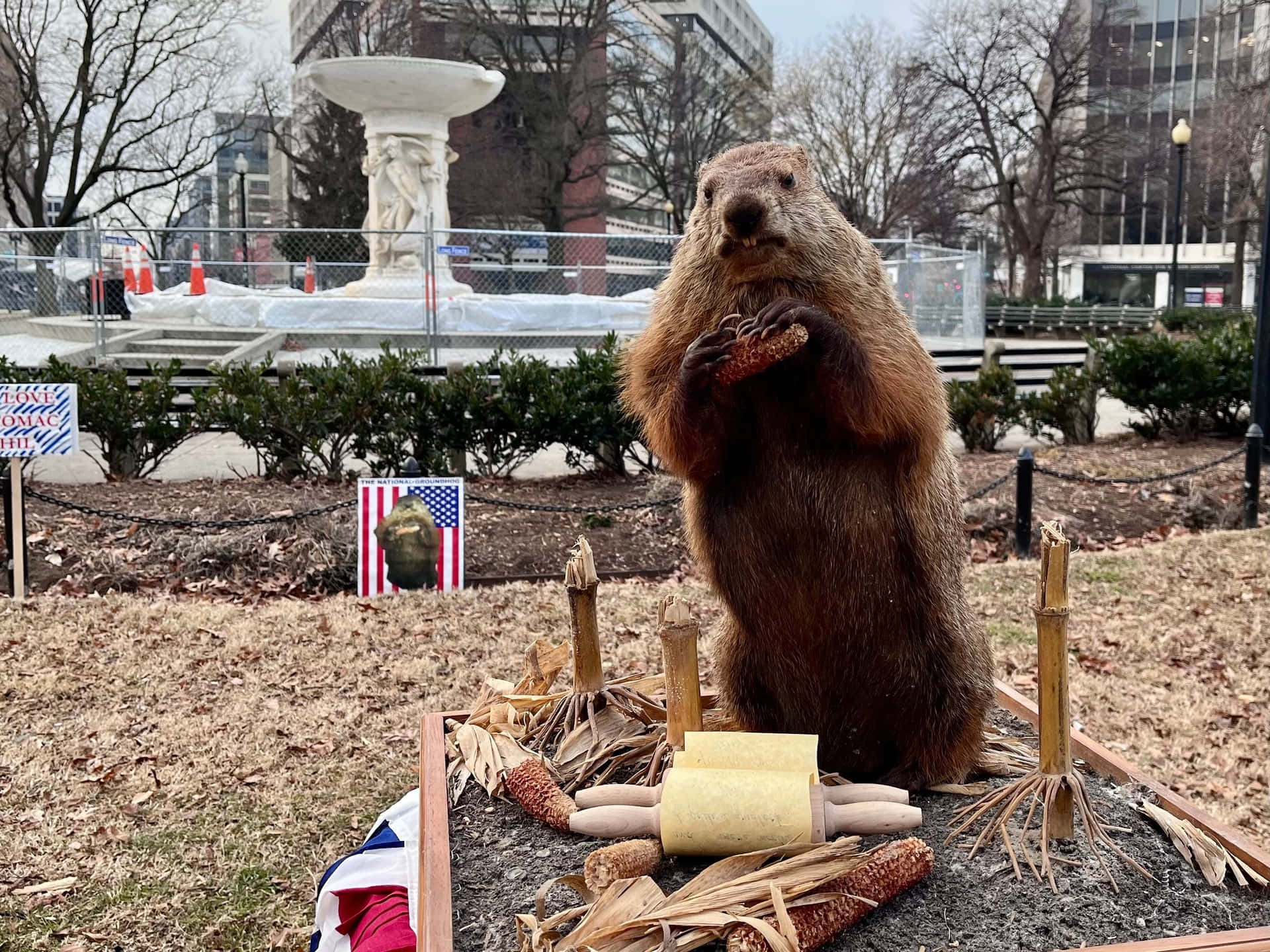 Groundhog Standing Urban Park Background