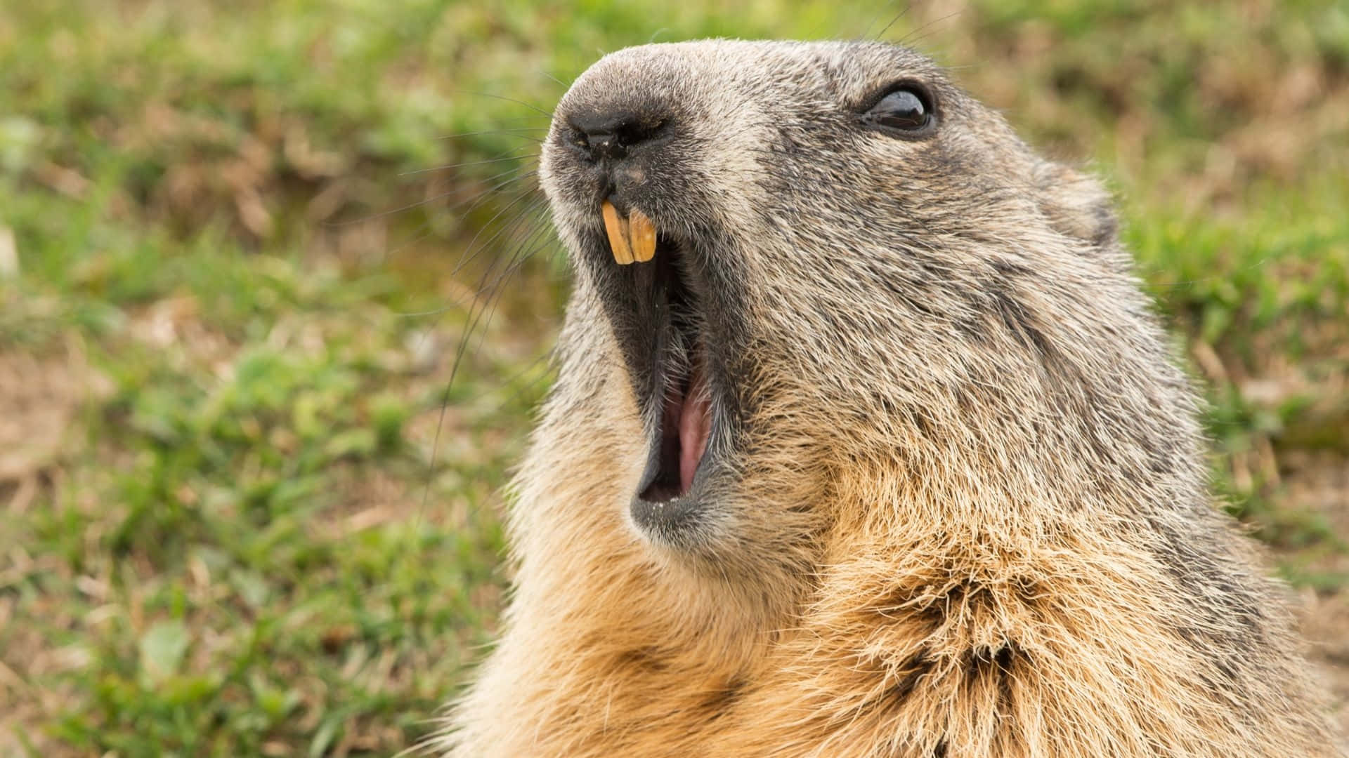 Groundhog Vocalizingin Field.jpg