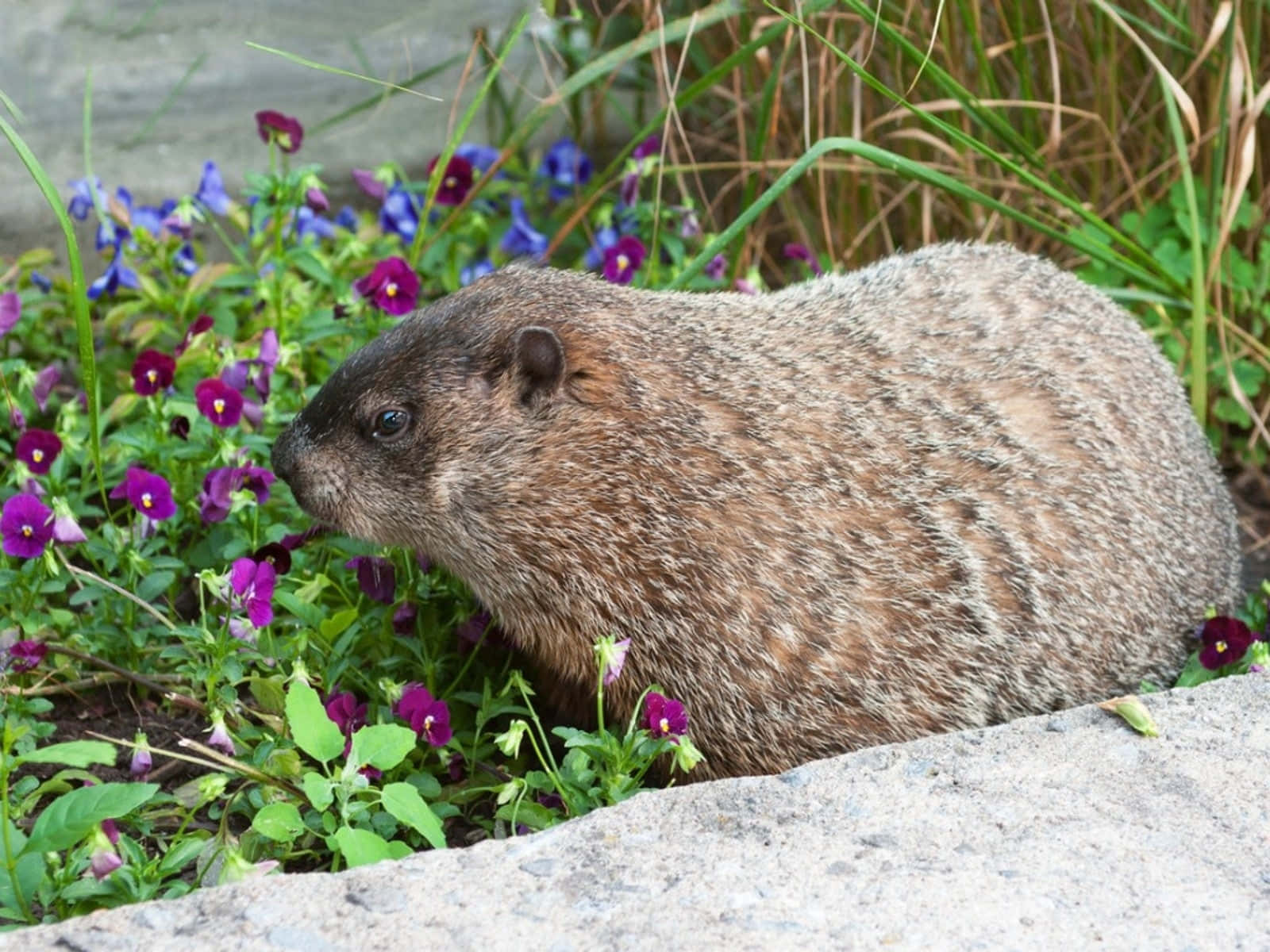 Groundhogin Garden.jpg Background