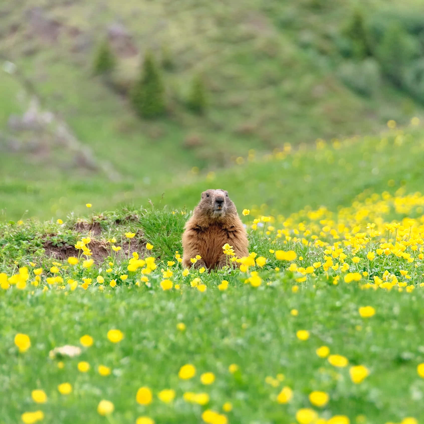 Groundhogin Springtime Meadow.jpg Background