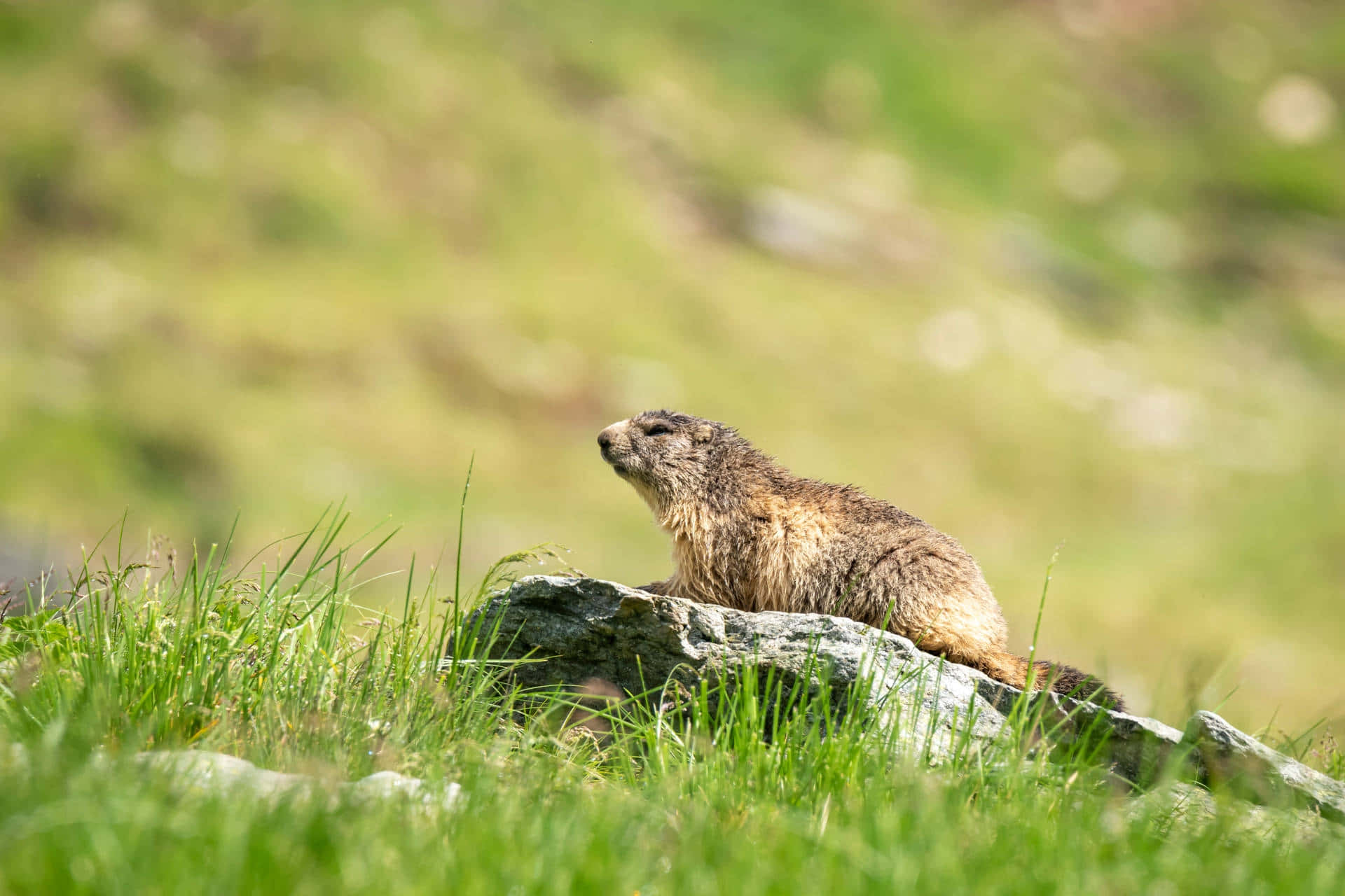 Groundhogon Rockin Grassy Field Background