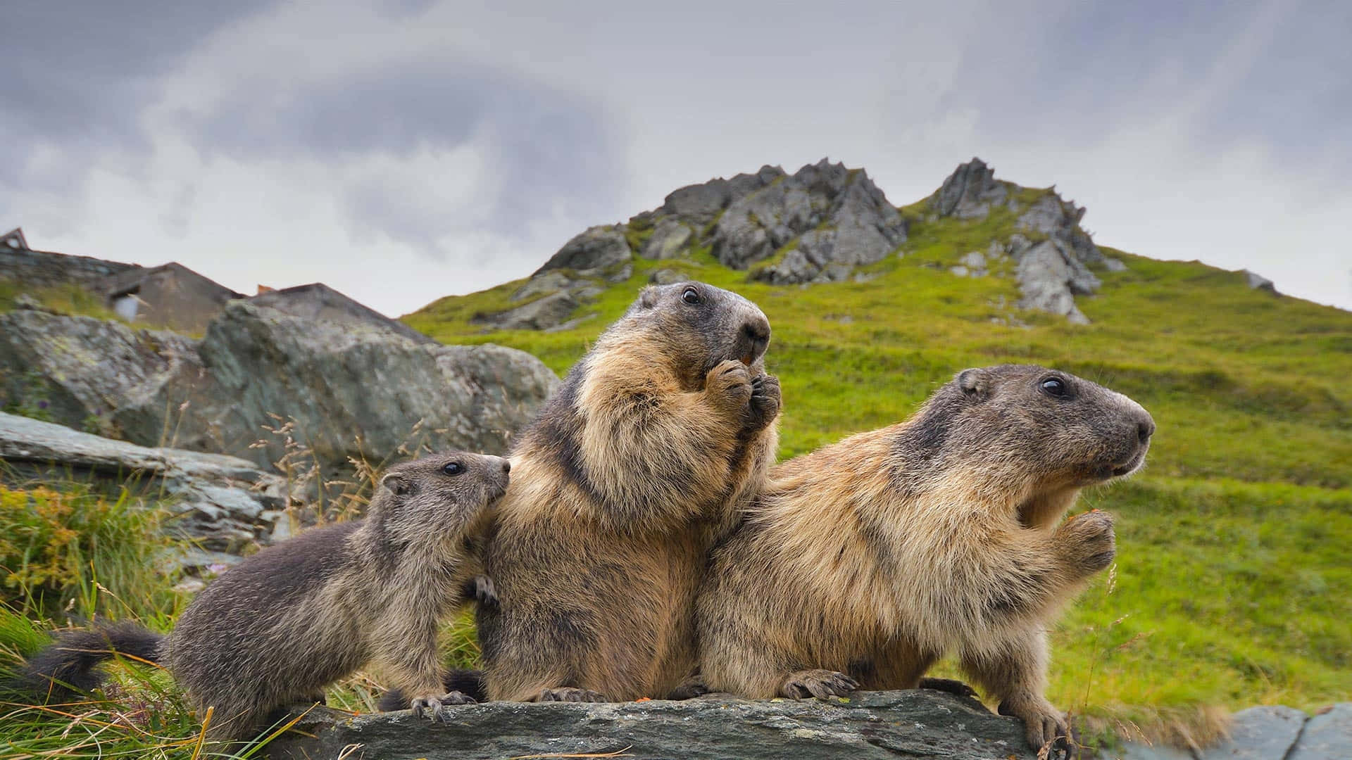 Groundhogs_ Mountainous_ Habitat Background