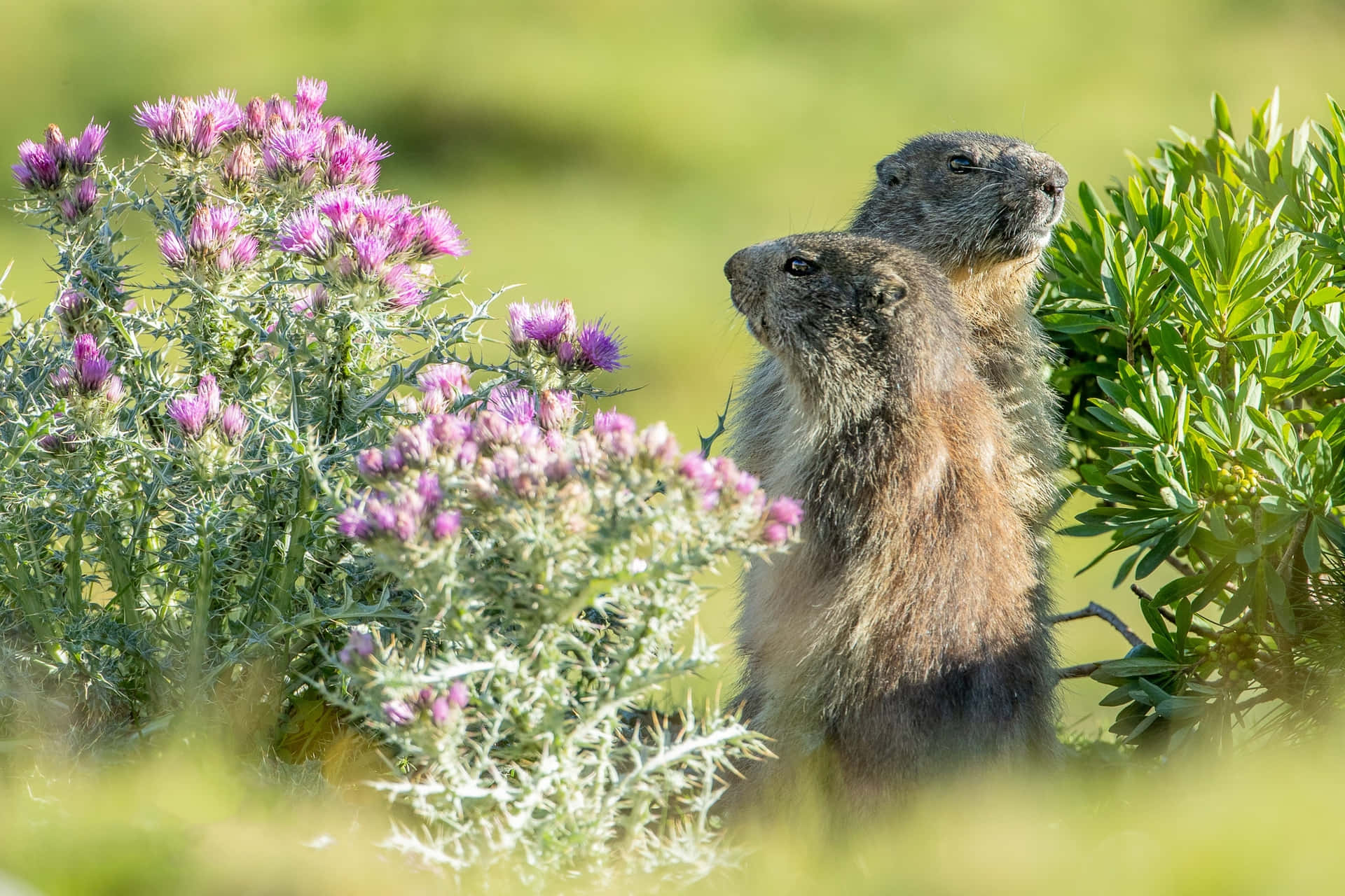 Groundhogs Peeking Through Flowers.jpg Background