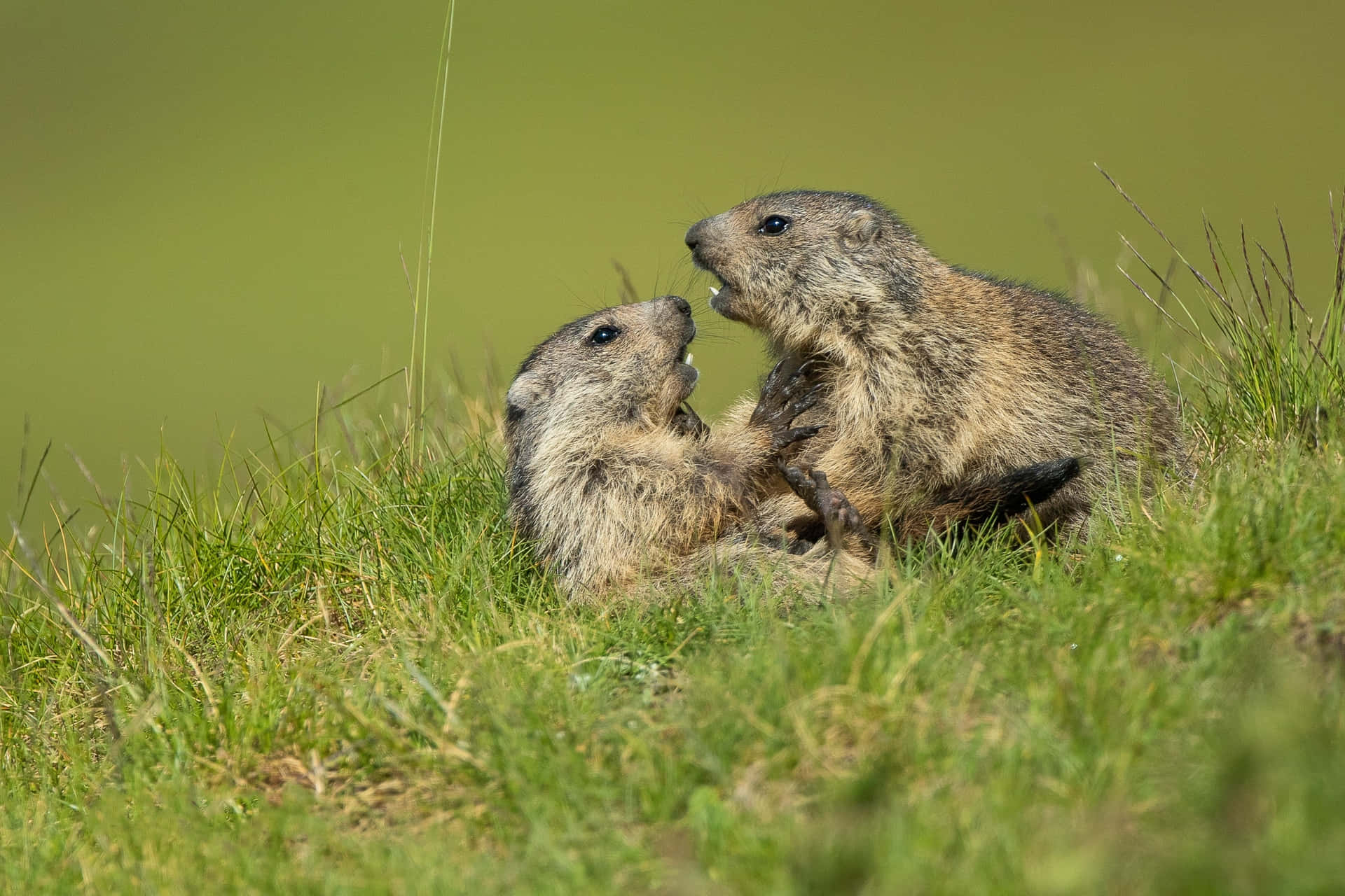 Groundhogsin Grass Background