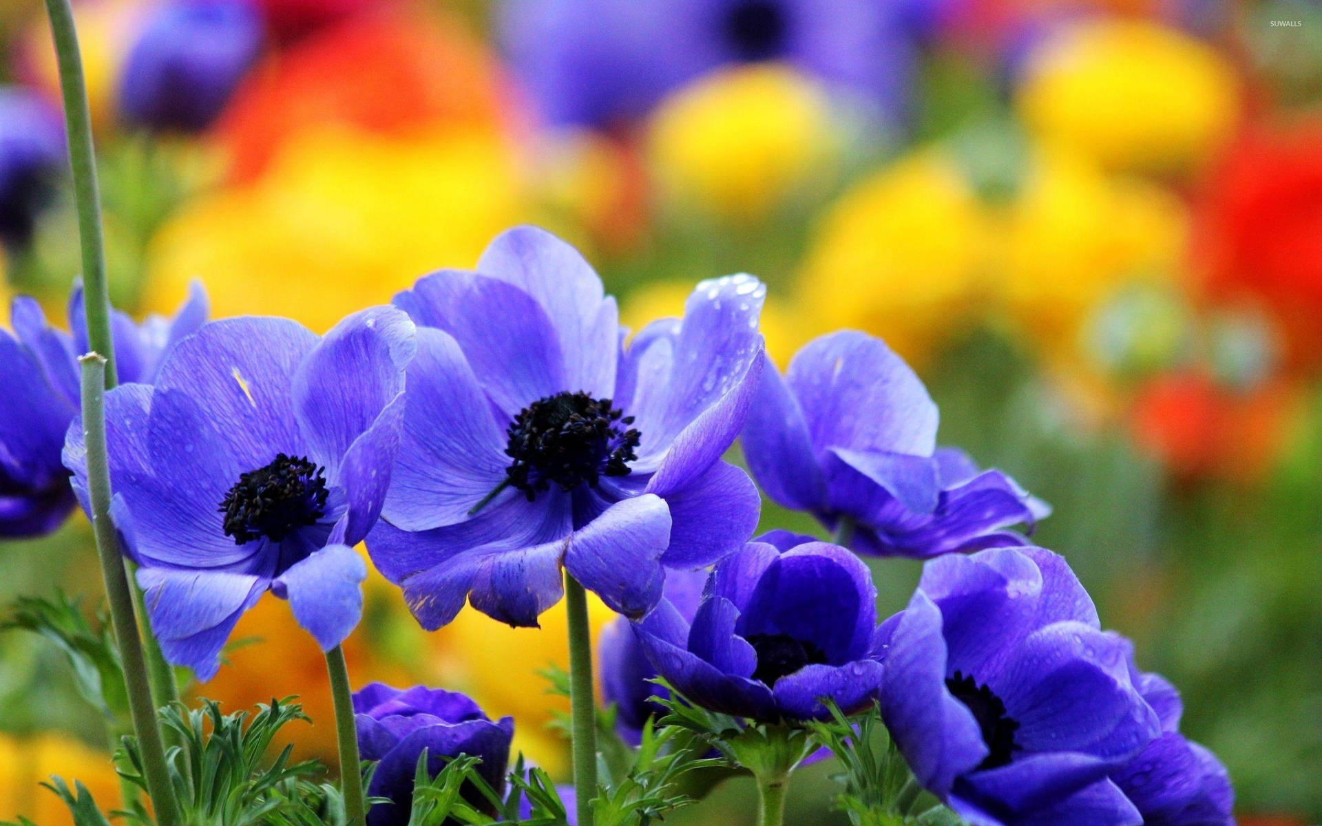 Group Of Anemone Flowers Background
