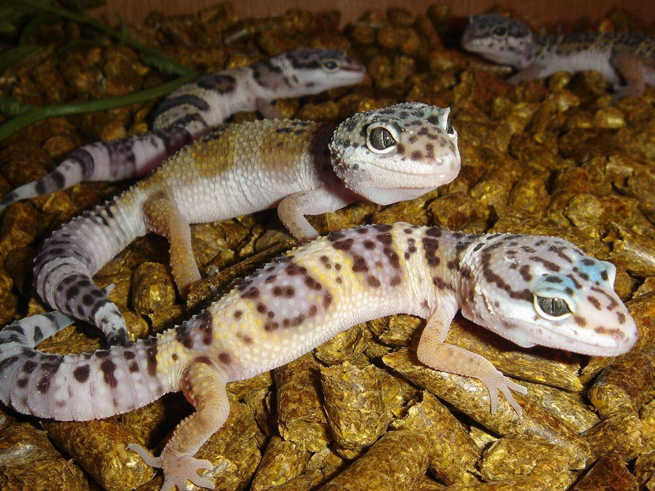 Group Of Baby Leopard Gecko Background