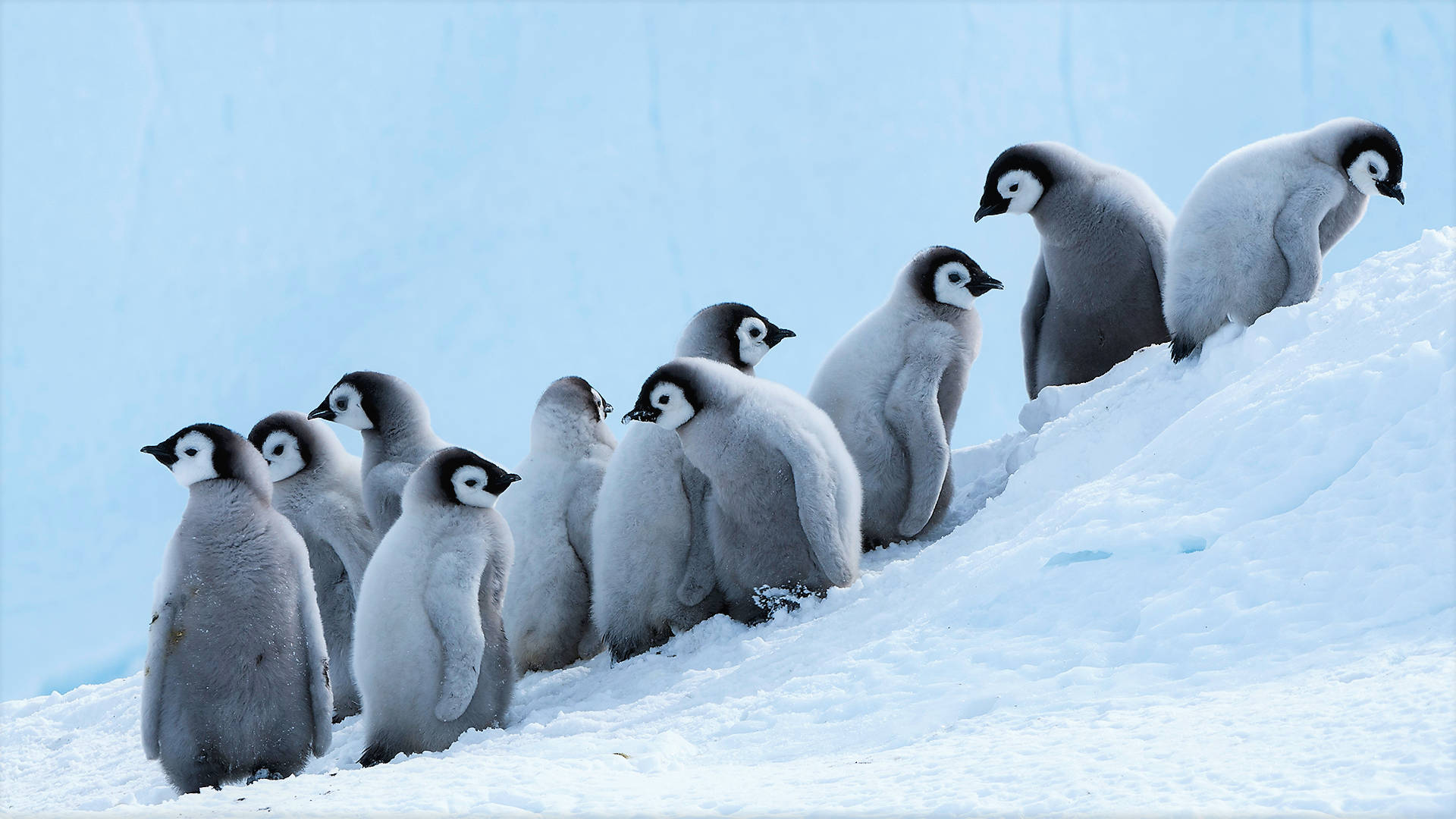 Group Of Baby Penguins Background