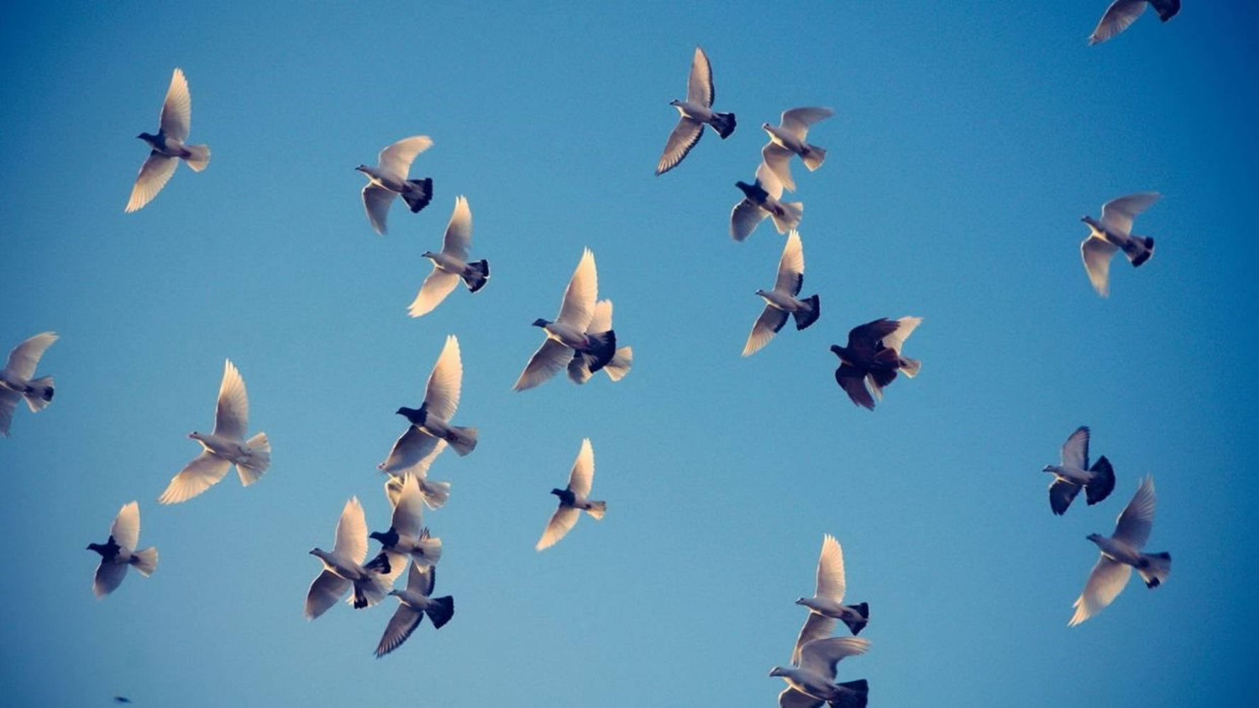 Group Of Birds Flying Over The Clear Sky Background