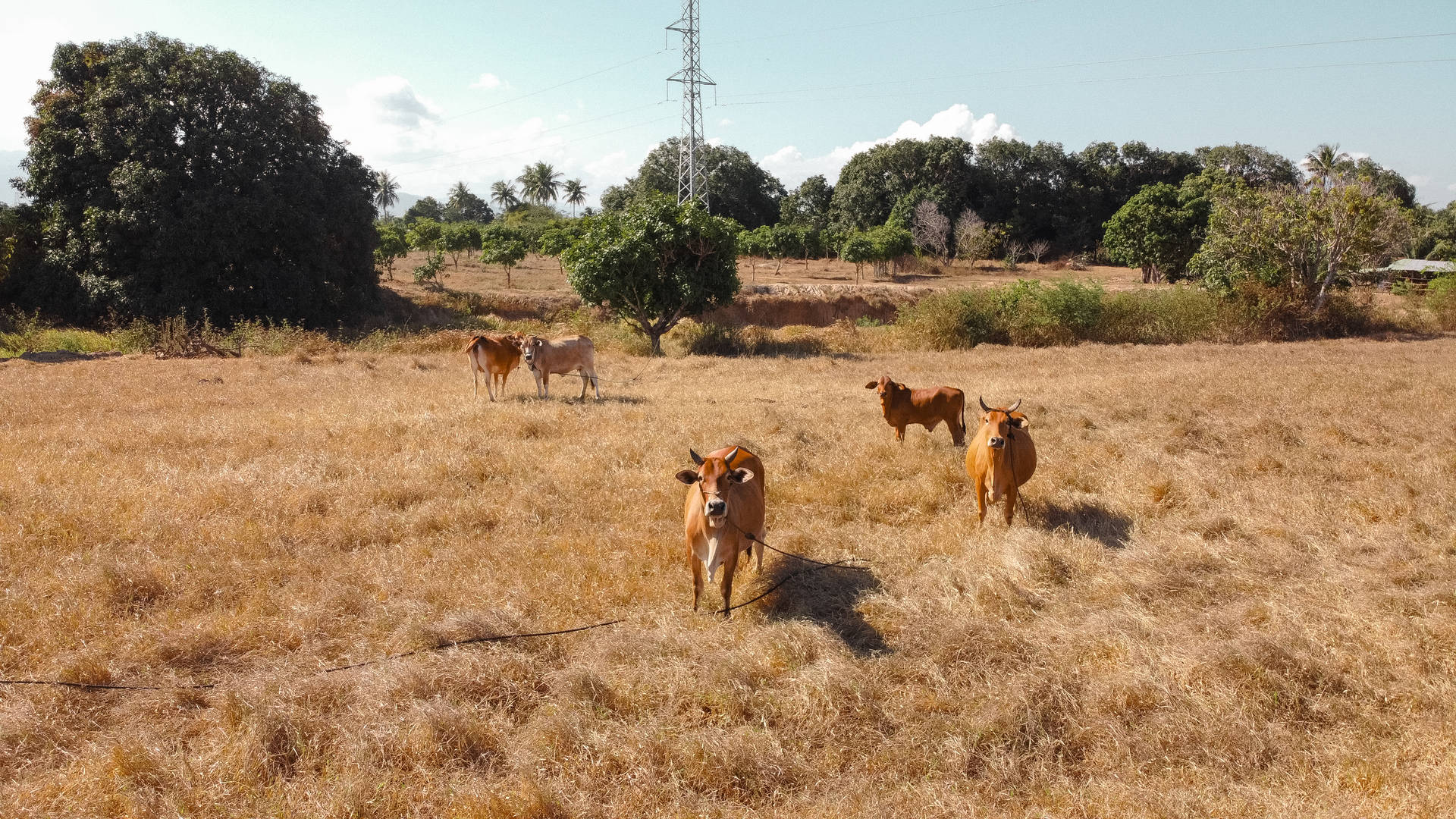 Group Of Cute Cows On Dry Grass Background