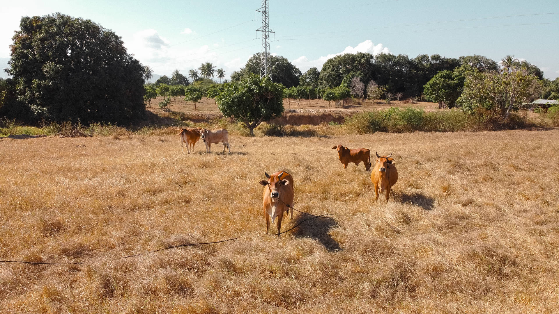 Group Of Cute Cows On Dry Grass