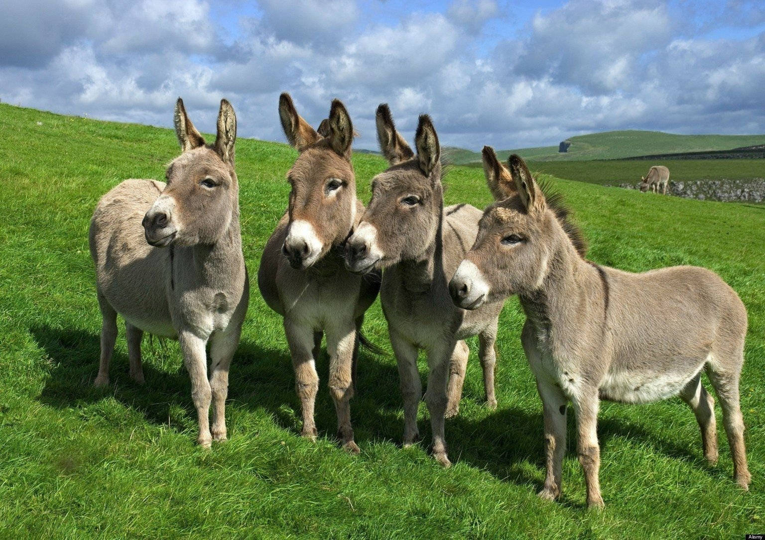 Group Of Donkeys On Field Background