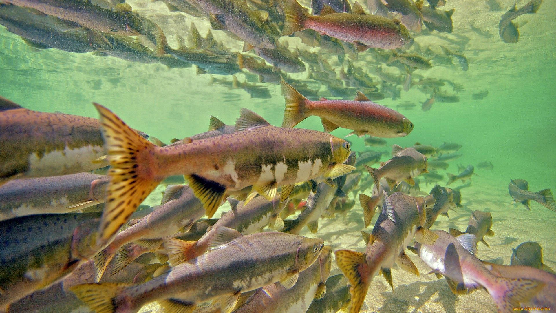 Group Of Fish In The River Background